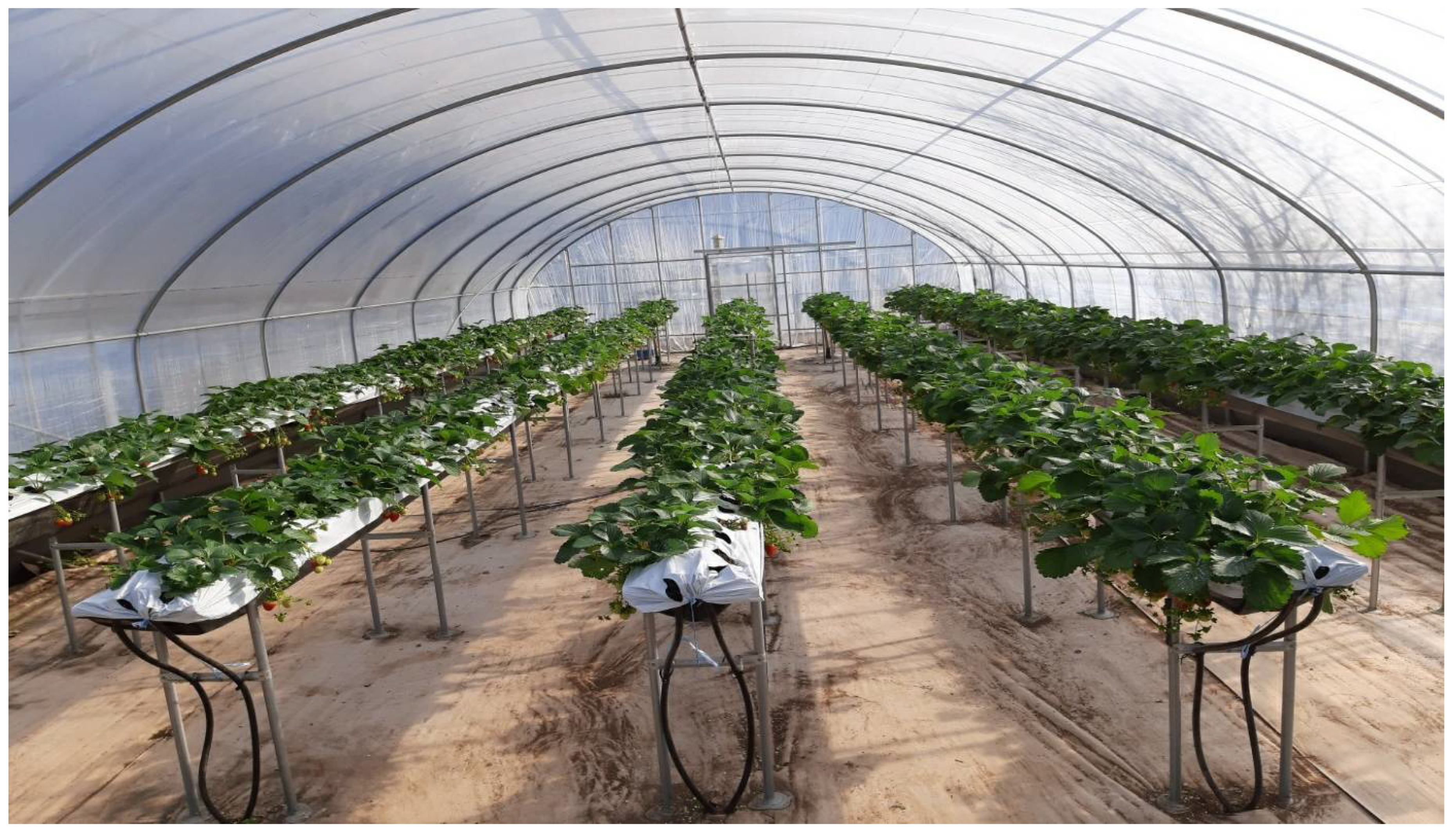 Foods 11 02086 g001 550