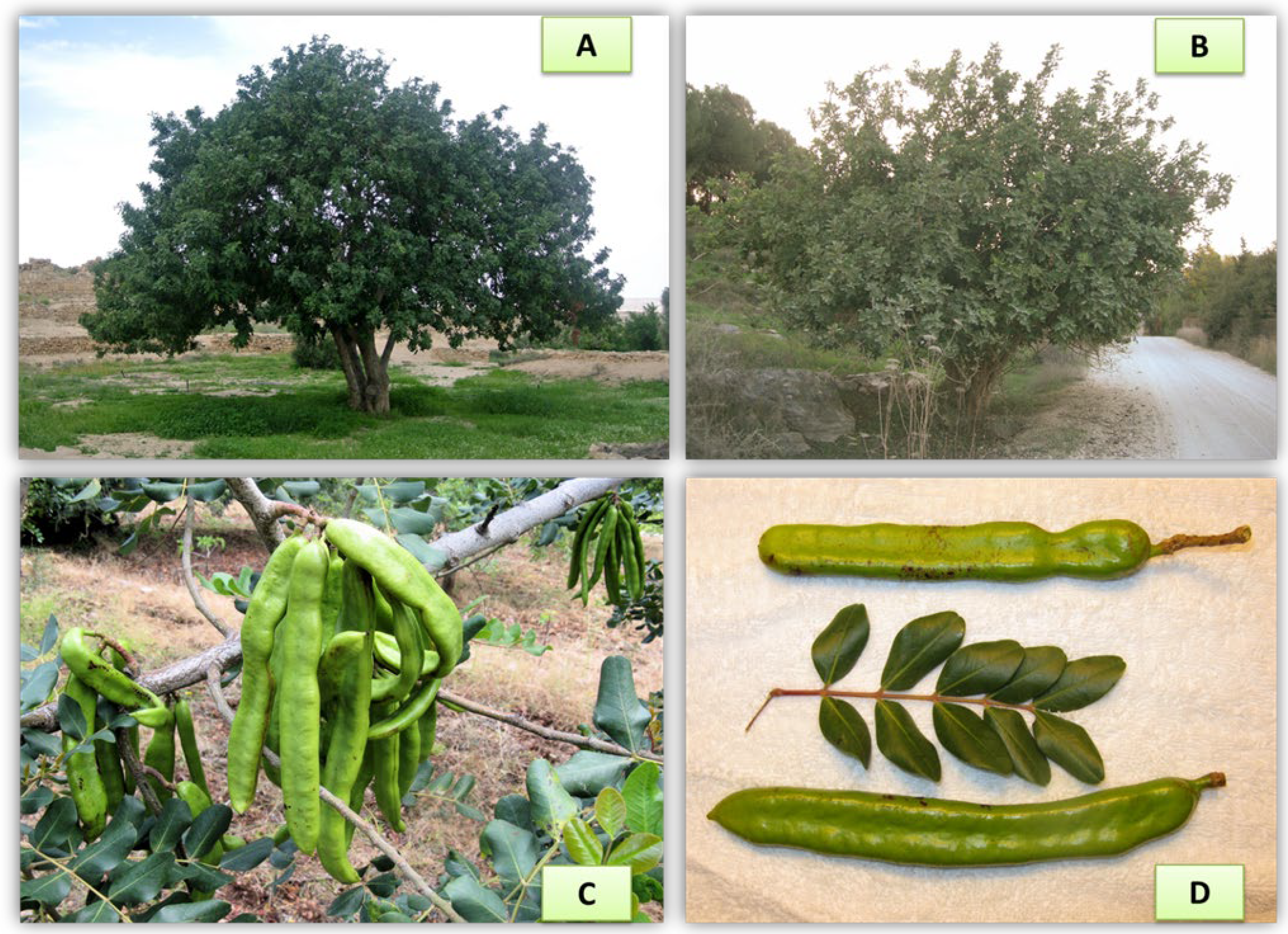 Foods 11 02154 g001 Foods 11 02154 g001