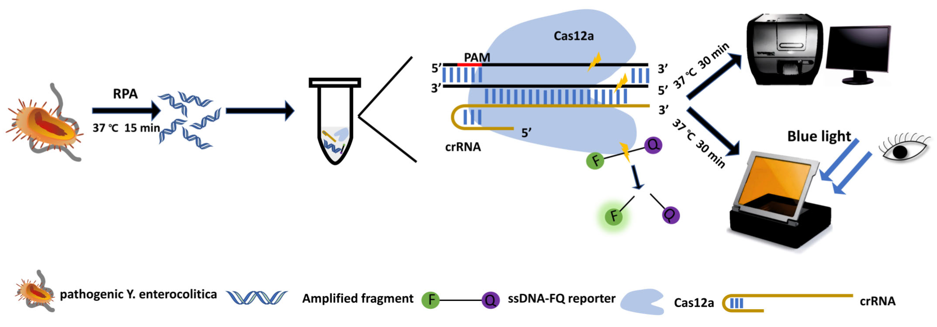 Foods 11 02160 g001 550