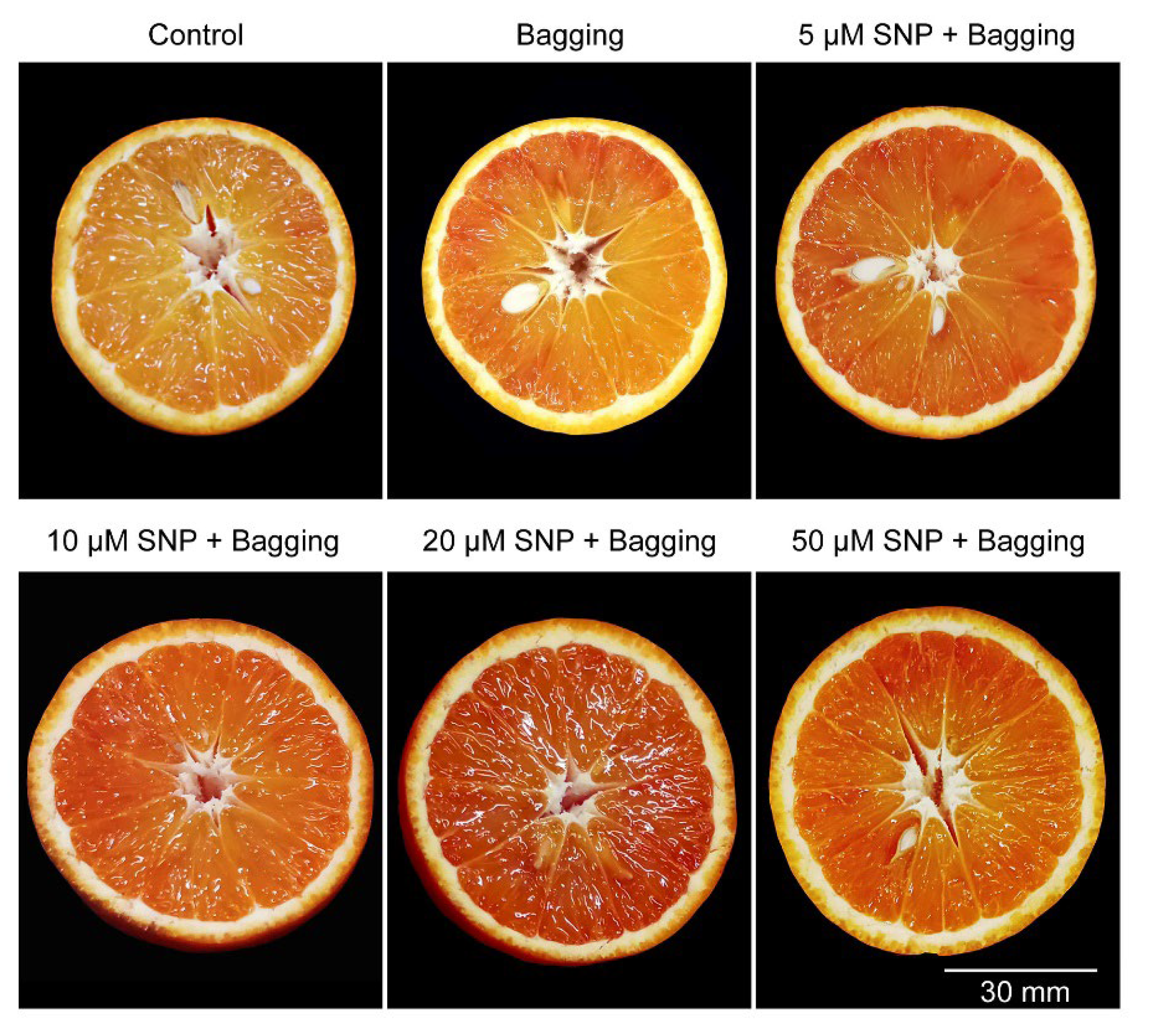  Beneficial Effects of Sodium Nitroprusside on the Aroma