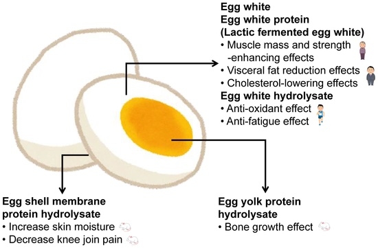 foods-free-full-text-health-functions-of-egg-protein