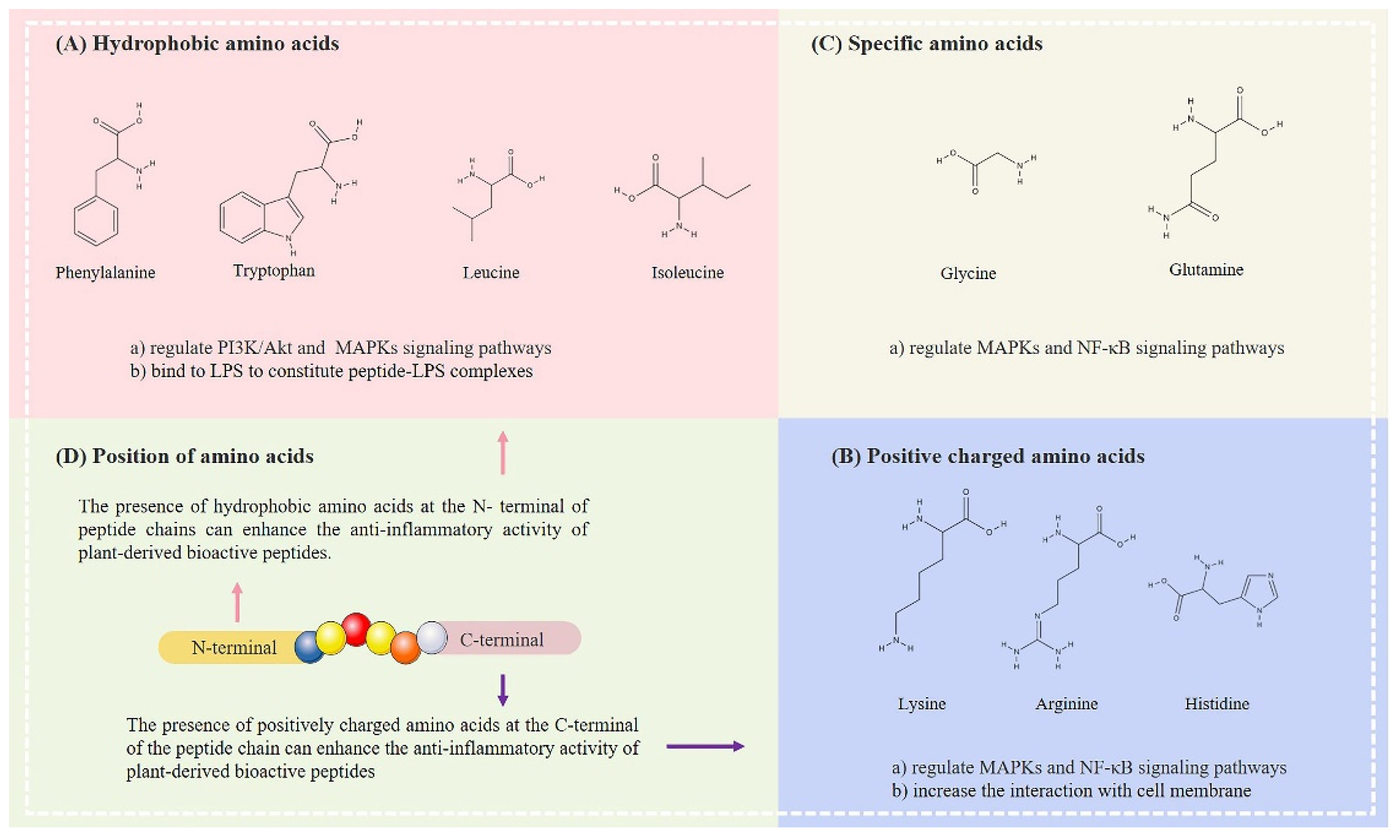 Anti-Inflammatory Function of Plant-Derived Bioactive Peptides: A Review