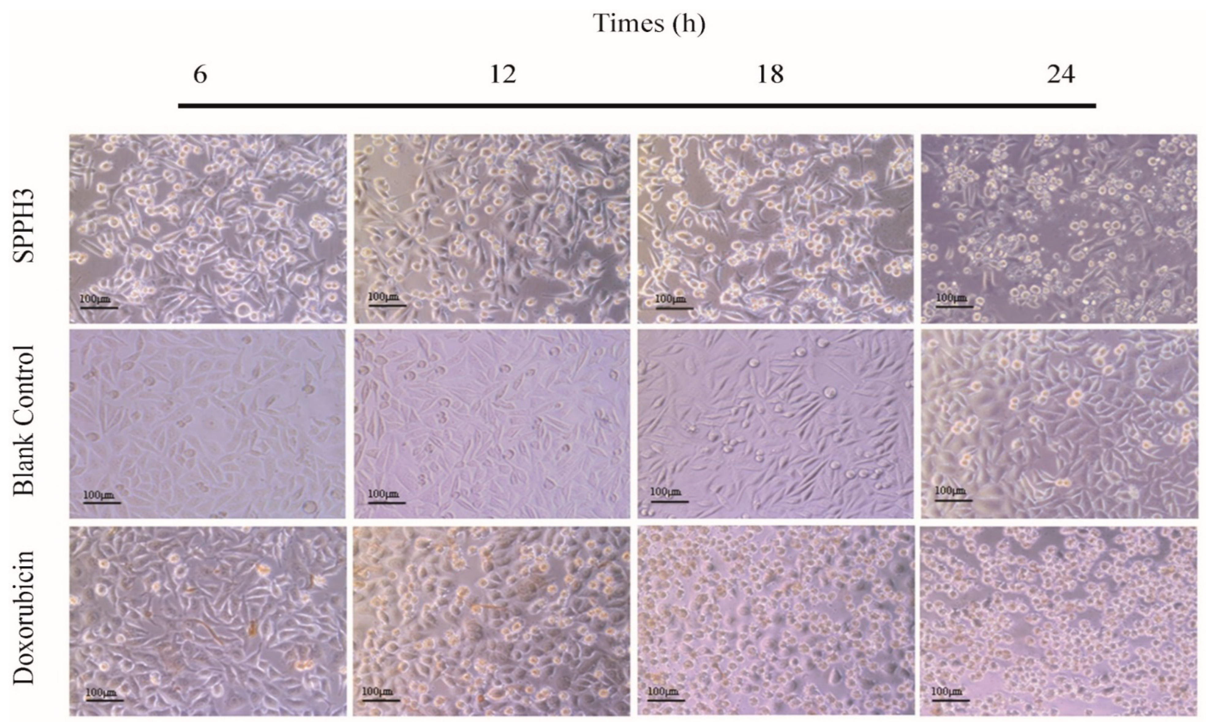 Foods 11 02367 g003 Foods 11 02367 g003