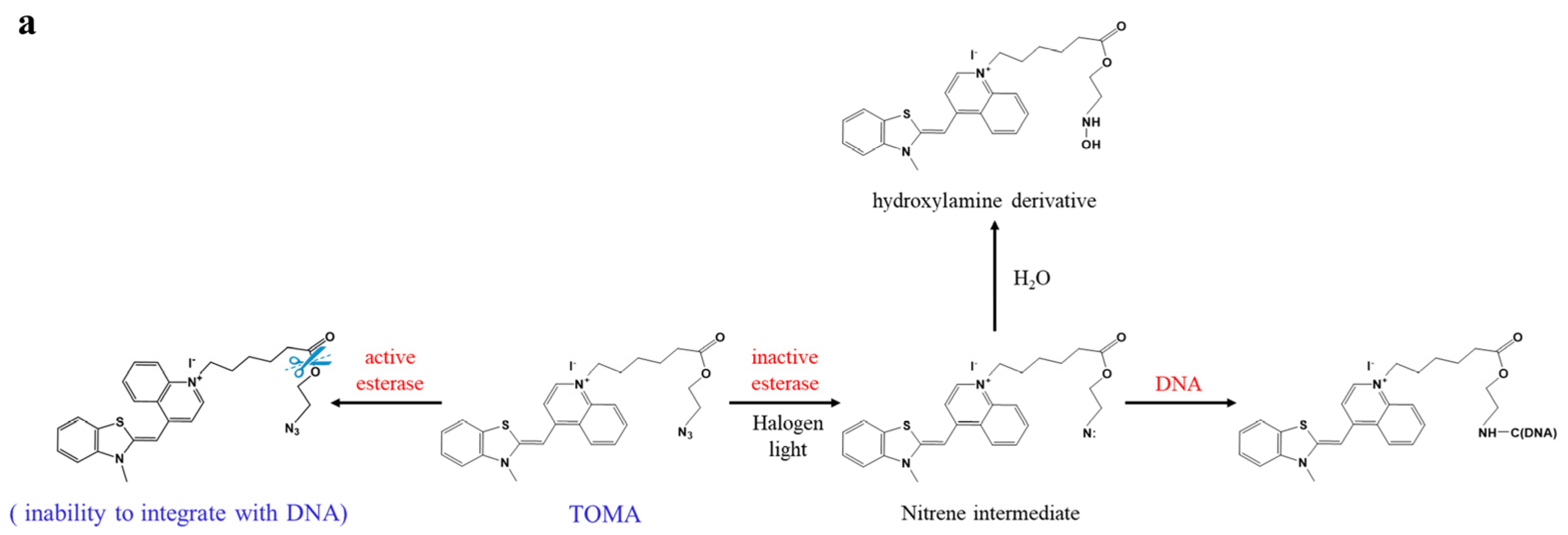 Foods 11 02375 g001a