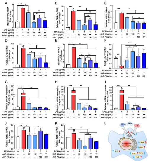 Two Ascophyllum nodosum Fucoidans with Different Molecular Weights