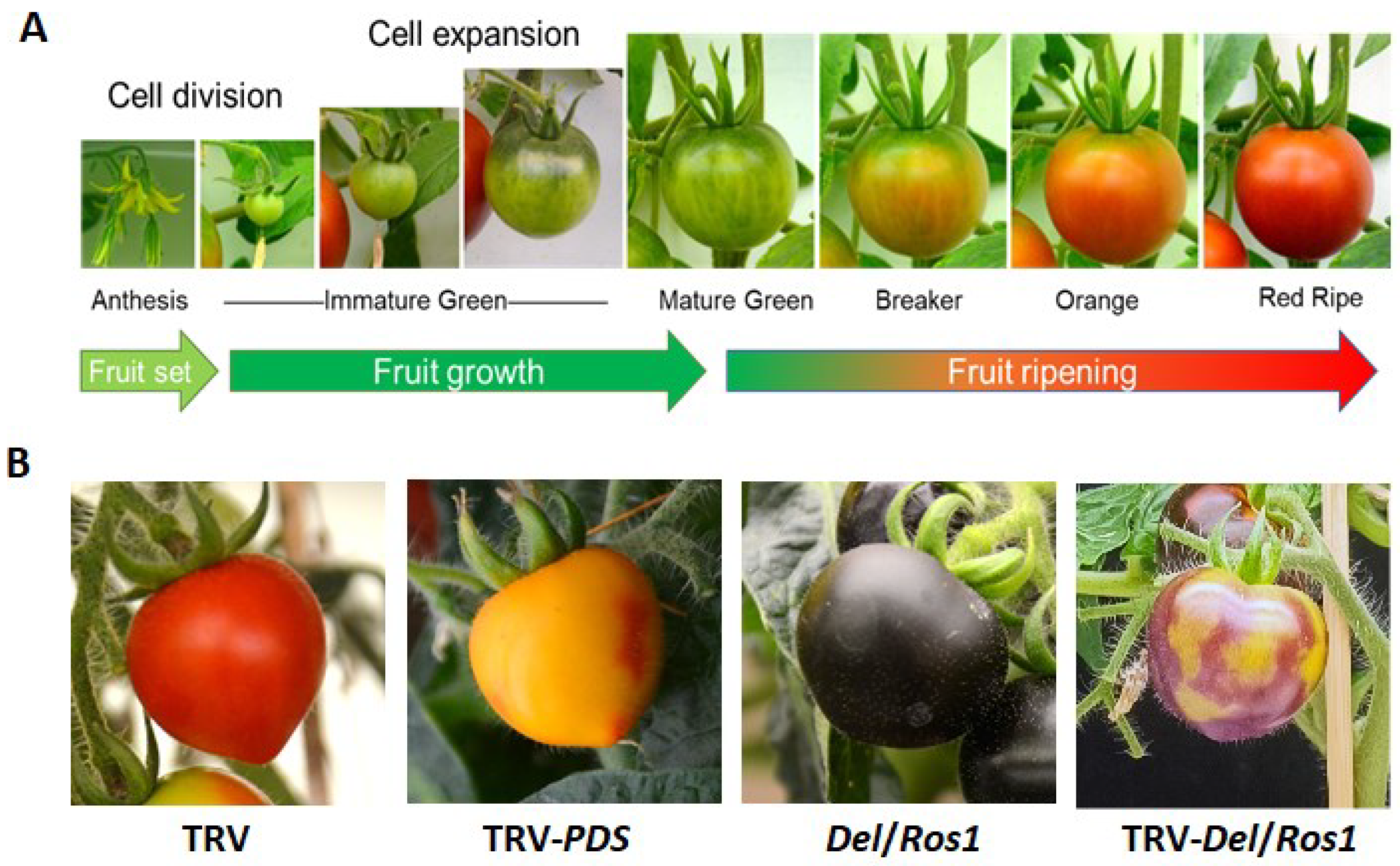 Foods 11 02402 g001 Foods 11 02402 g001