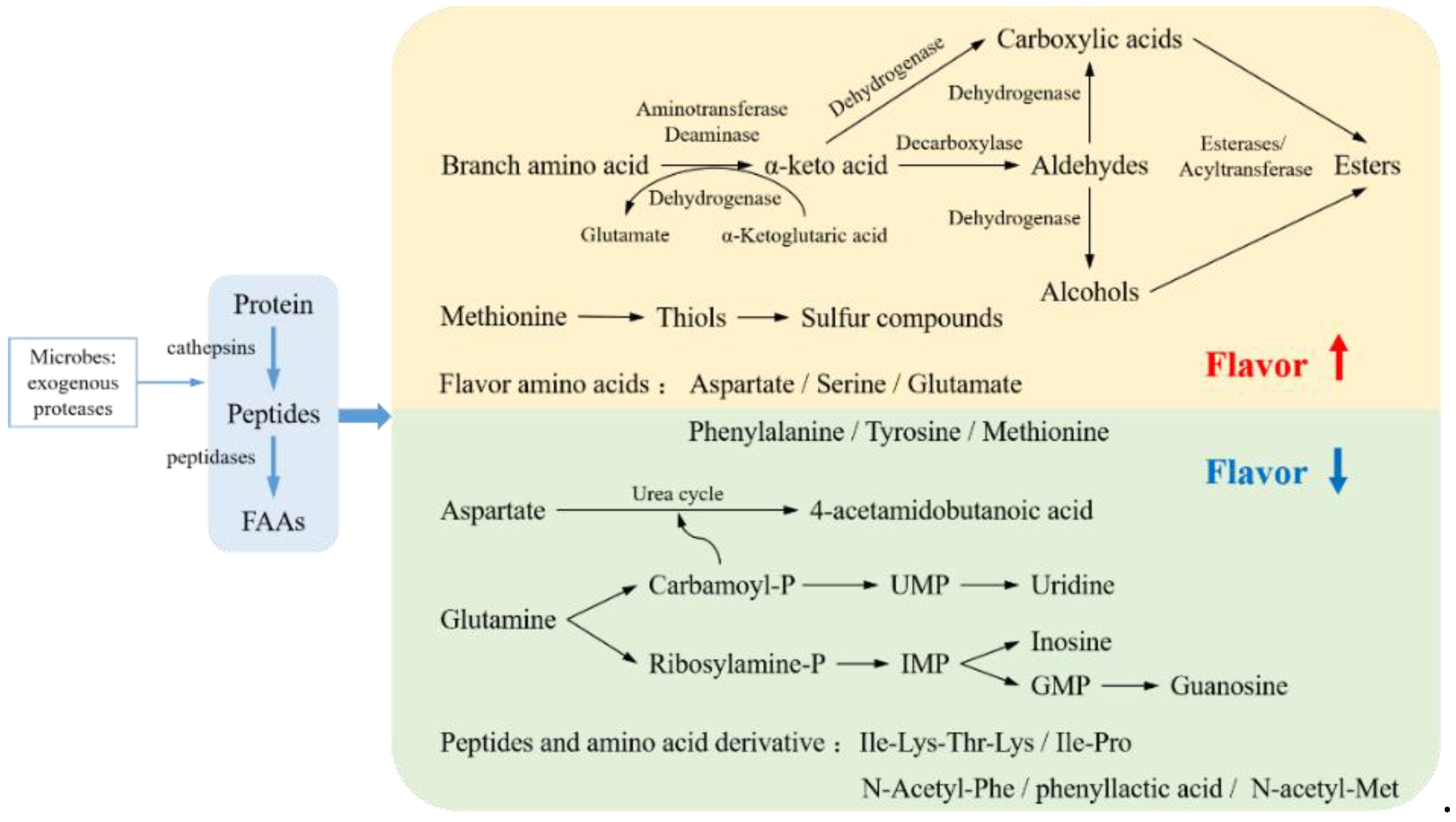 Foods 11 02427 g003 550