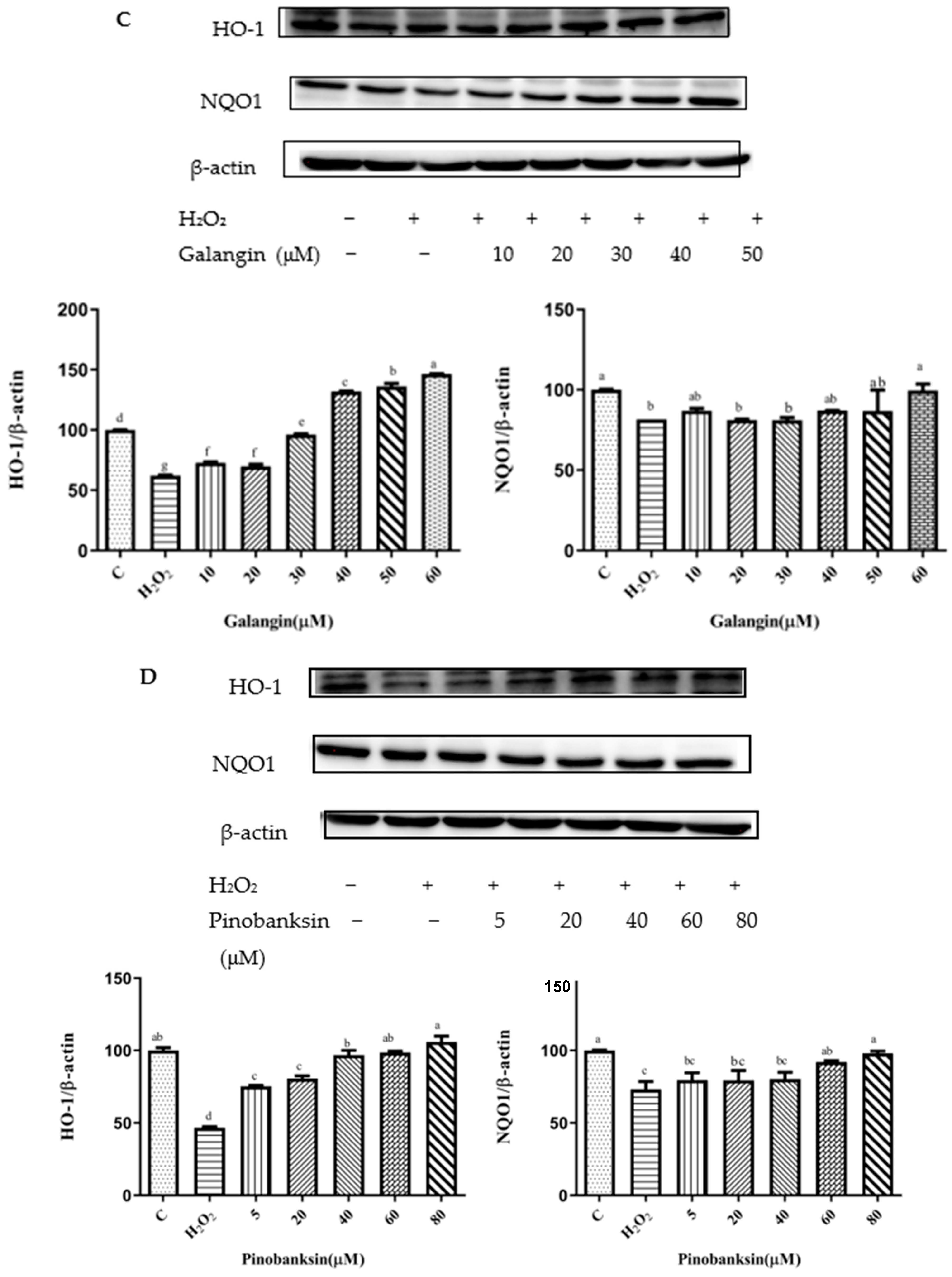 Foods 11 02439 g006b Foods 11 02439 g006b