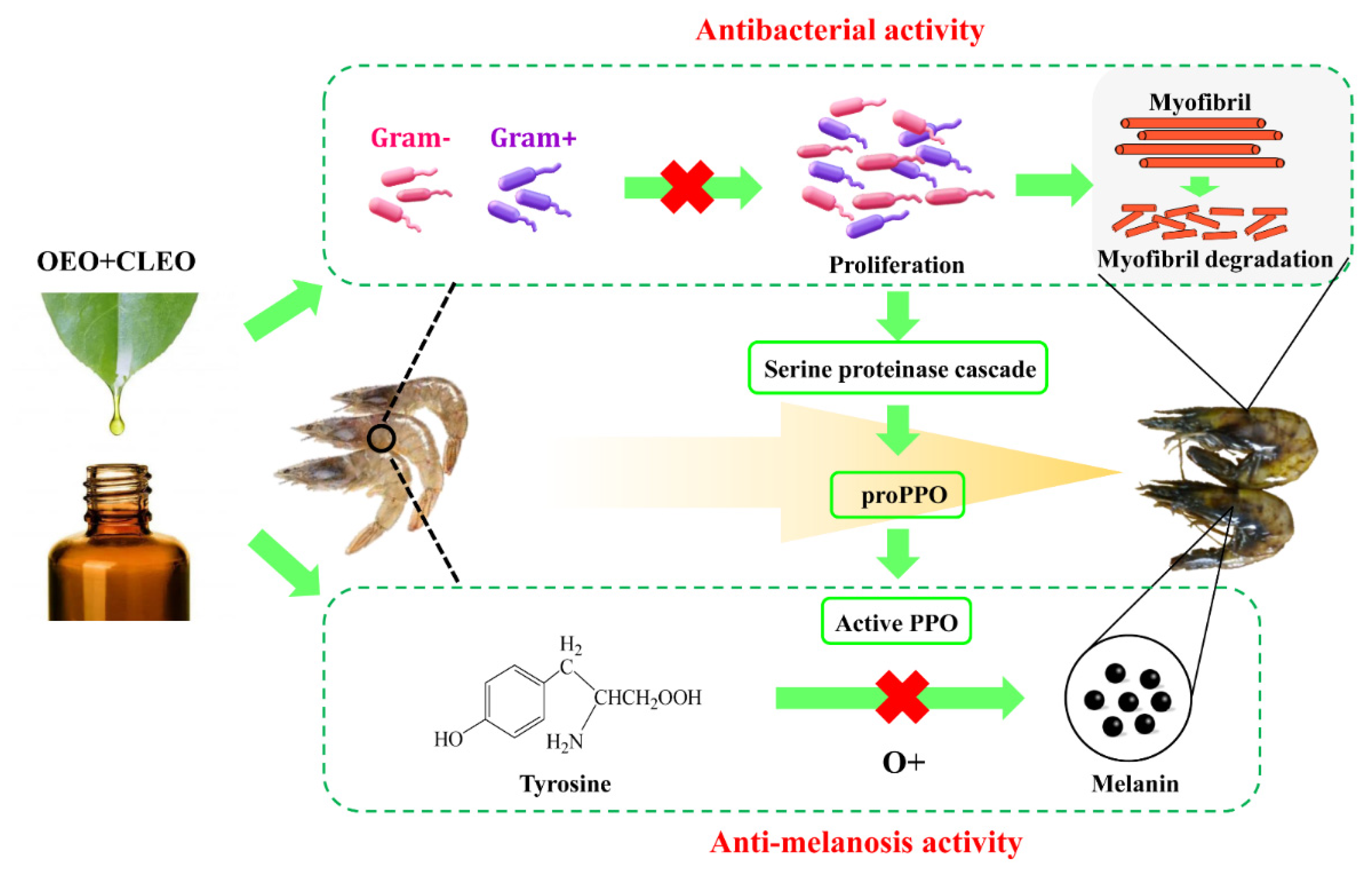 Foods 11 02475 g005 550