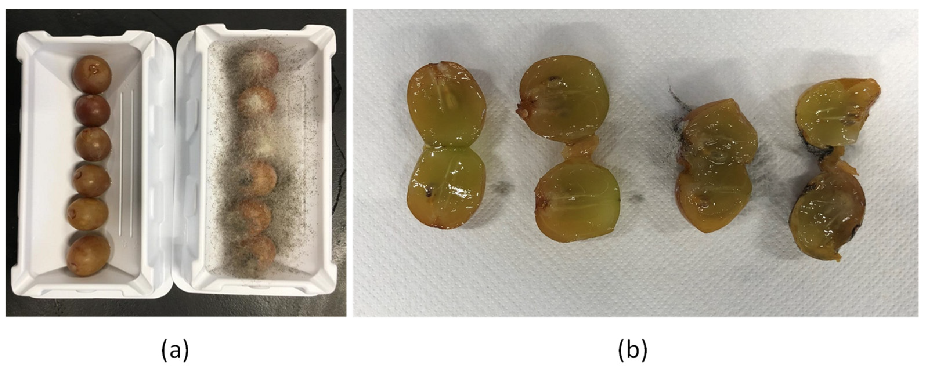 Foods 11 02478 g001 550