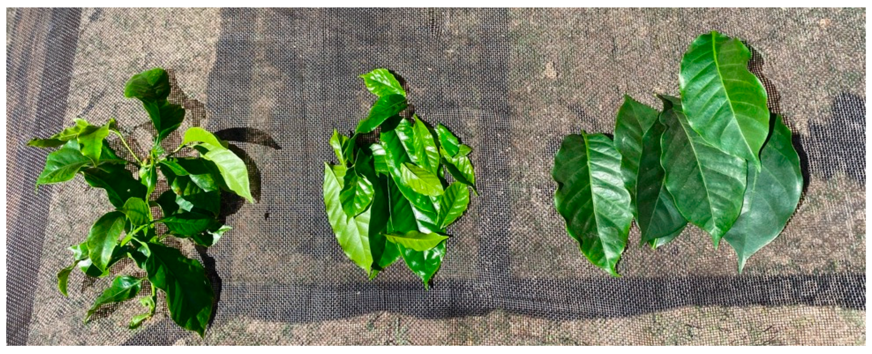 Foods 11 02553 g001 550