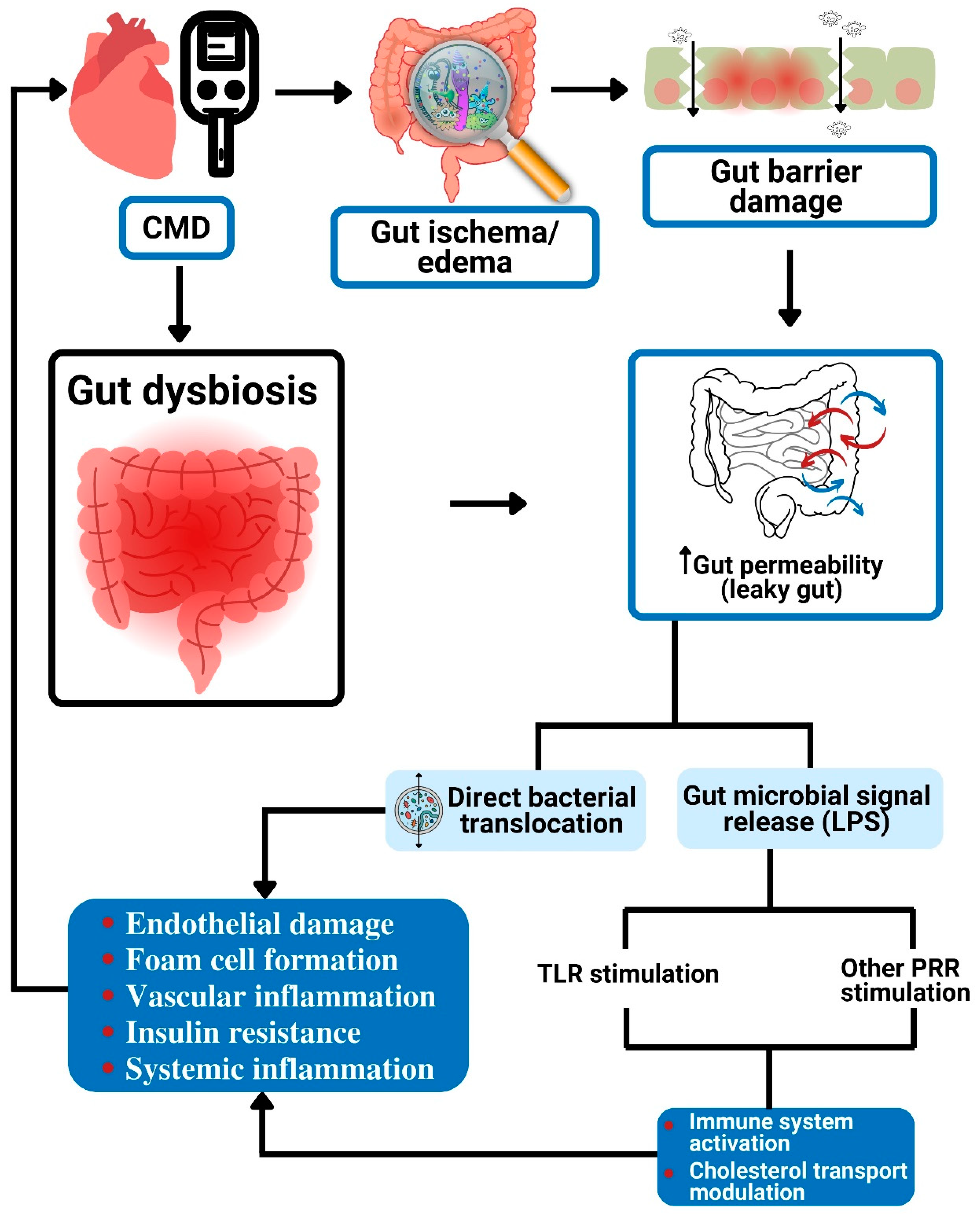 Frontiers  New Insights Into Microbiota Modulation-Based