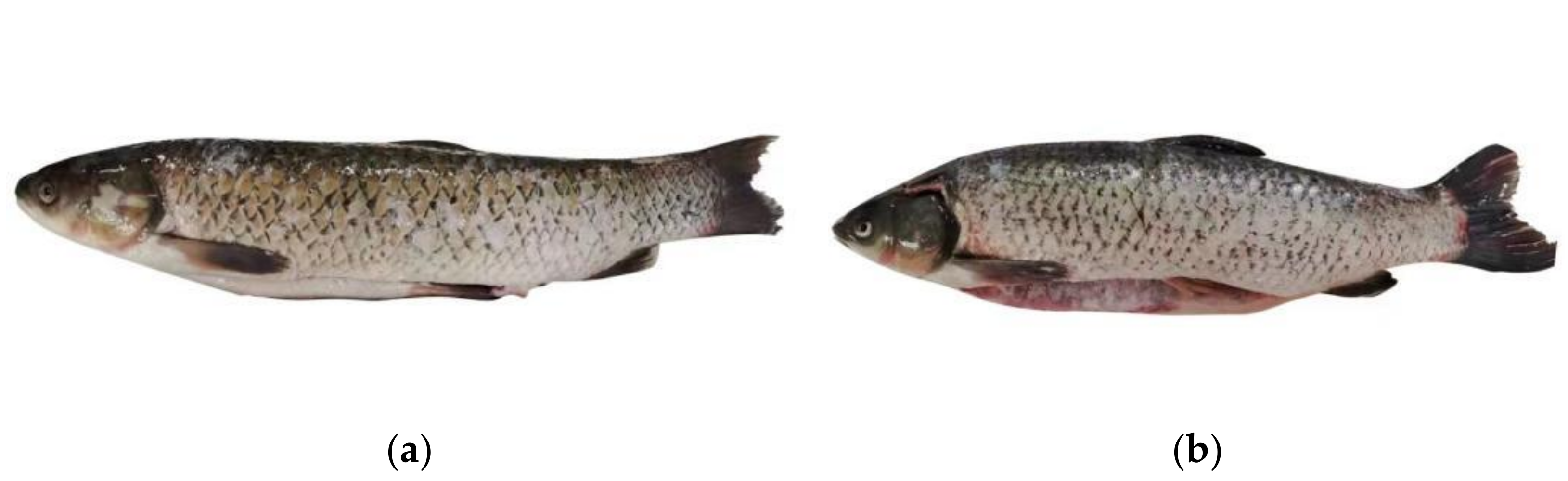 Foods 11 02594 g001 550