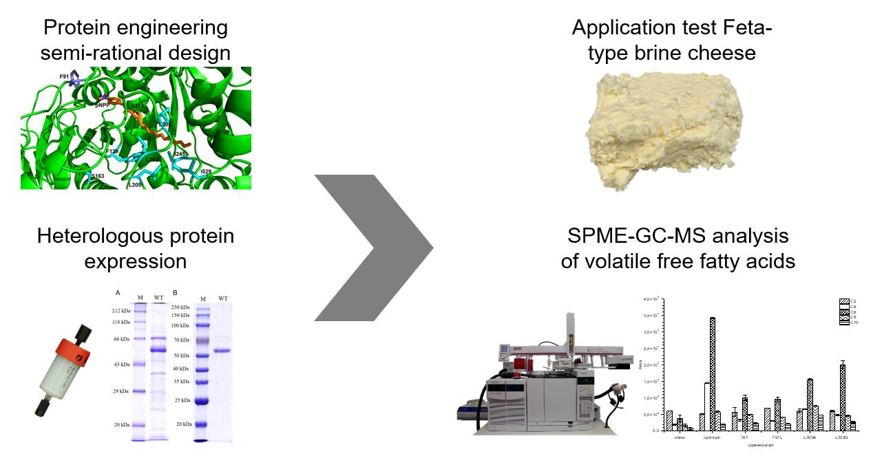 Foods Free FullText Altering the Chain Length Specificity of a