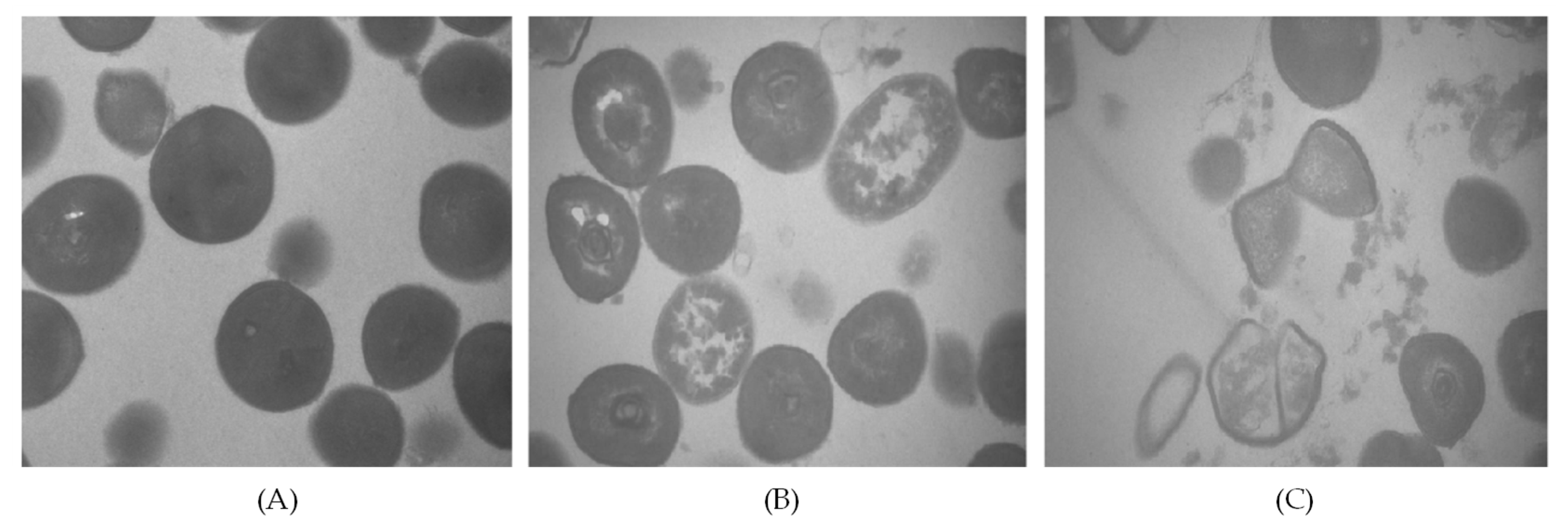 Foods 11 02613 g003 550