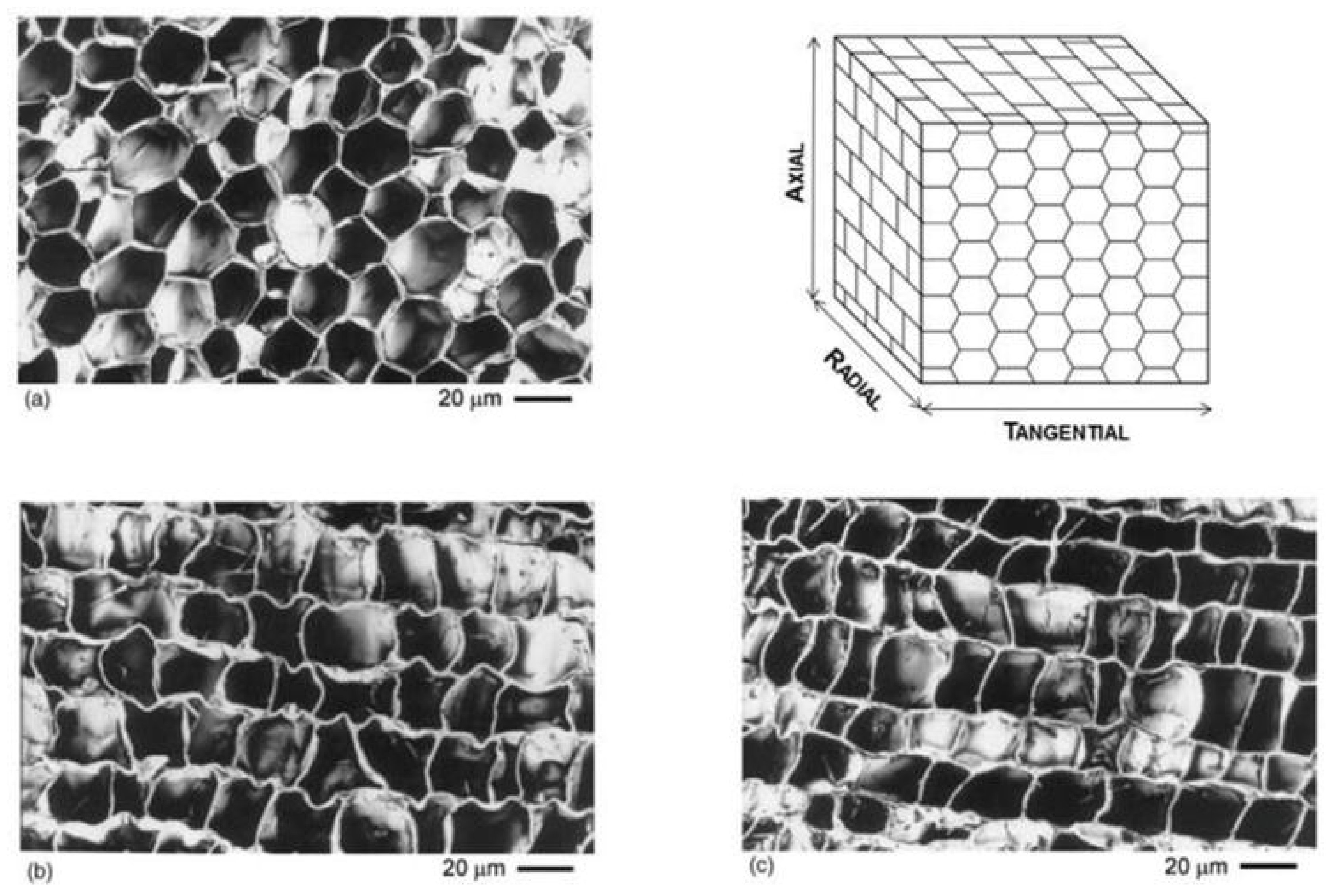 Foods 11 02638 g001 Foods 11 02638 g001