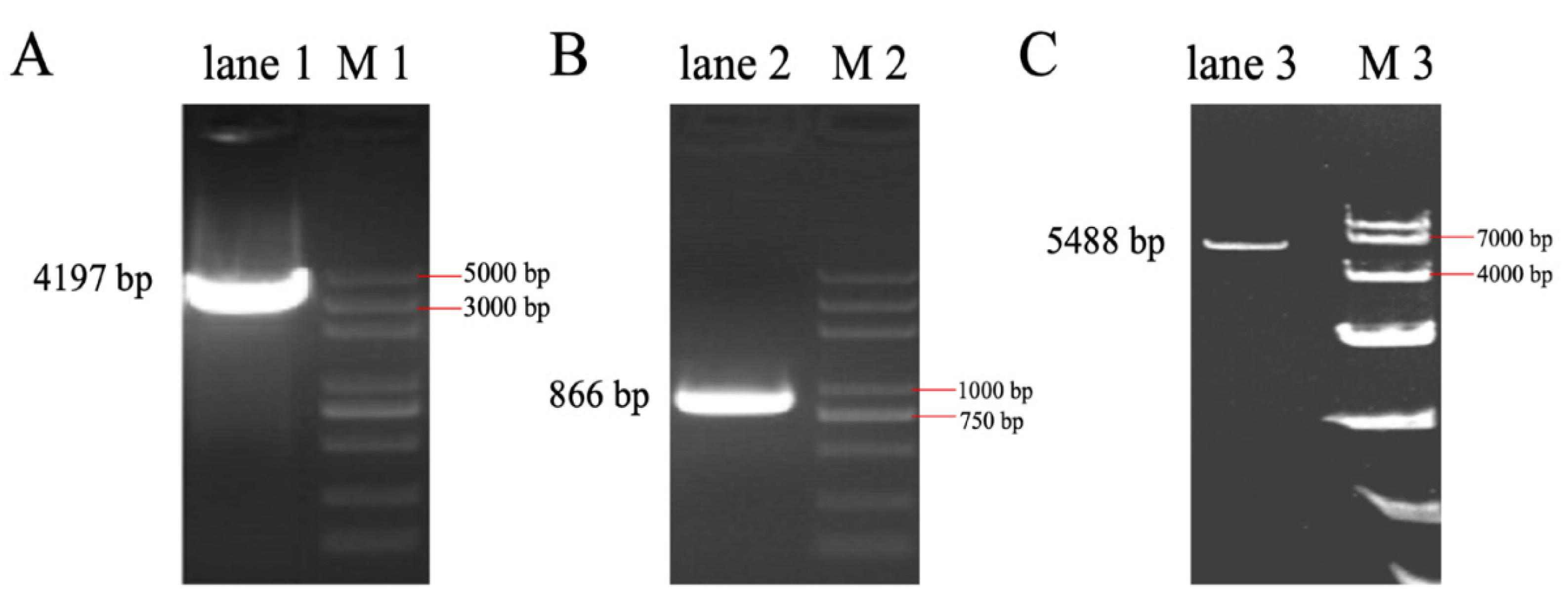 Foods 11 02690 g003 550