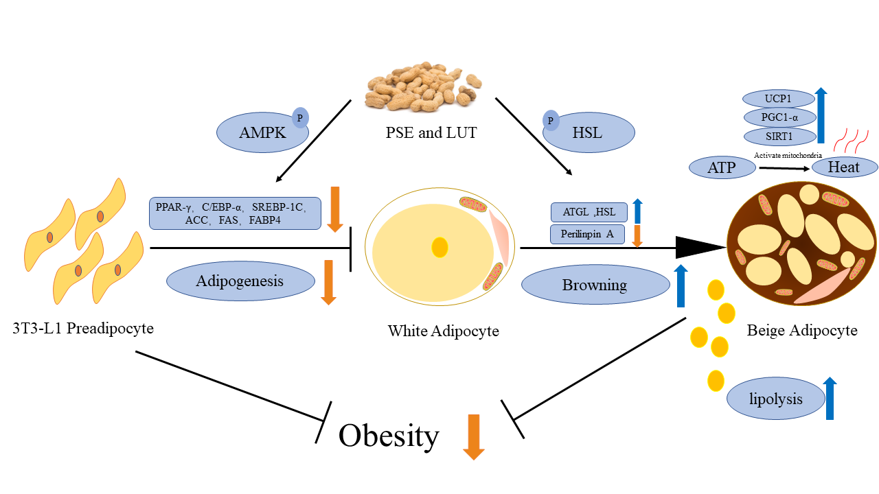 Foods Free FullText Peanut Shell Extract and Luteolin Regulate