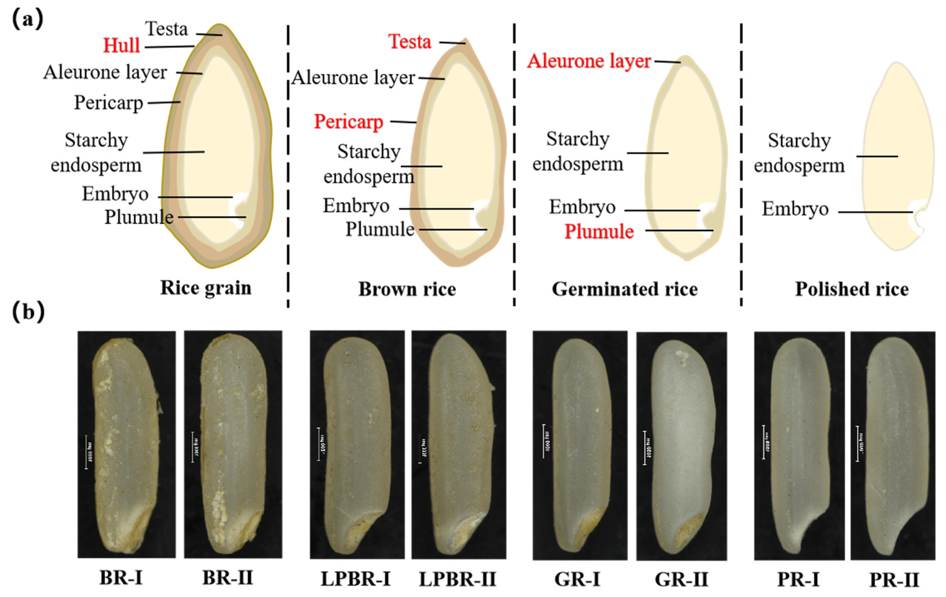 Foods 11 02718 g001 Foods 11 02718 g001