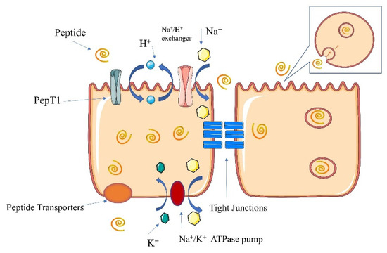 The Formation, Structural Characteristics, Absorption