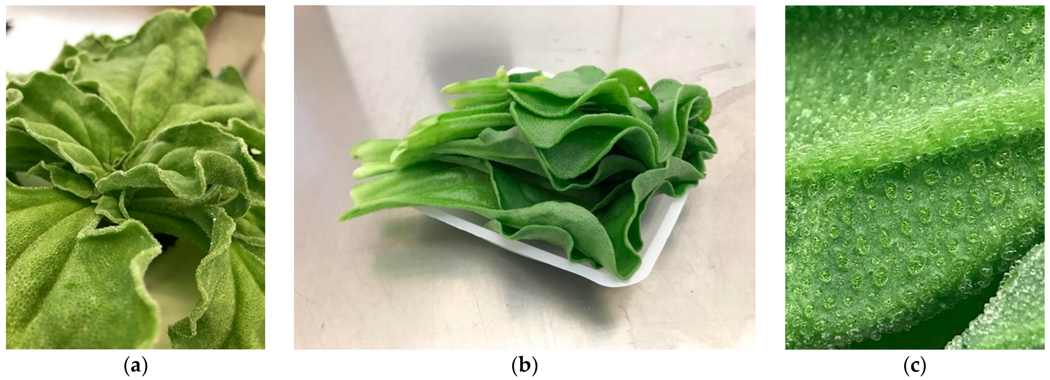 Foods 11 02790 g001 550