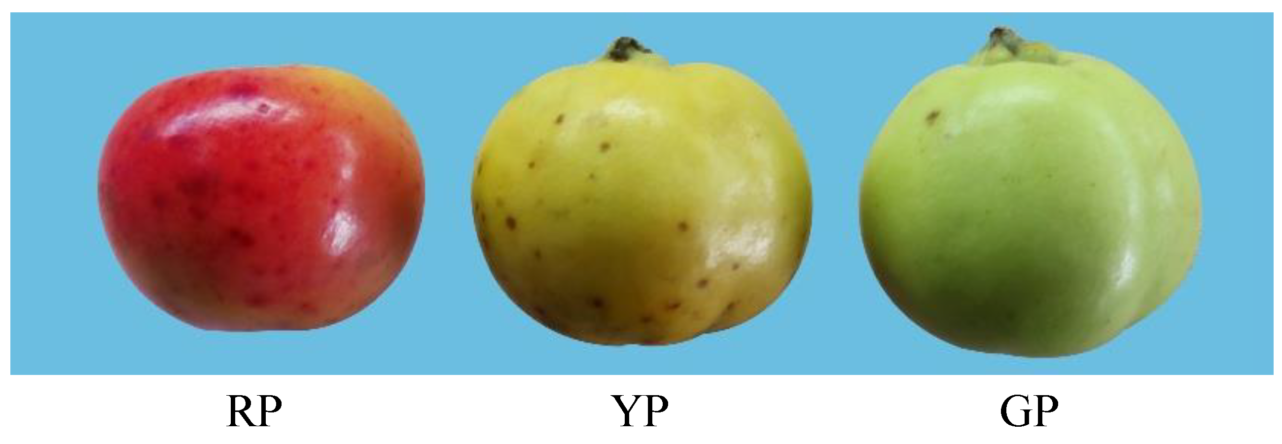 Foods 11 02899 g001 Foods 11 02899 g001