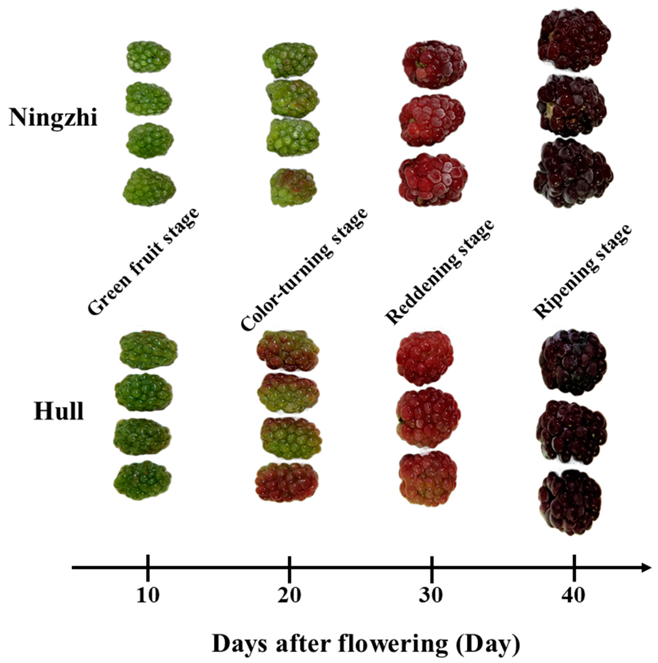 Composition and Antioxidant Activity of Anthocyanins and Non