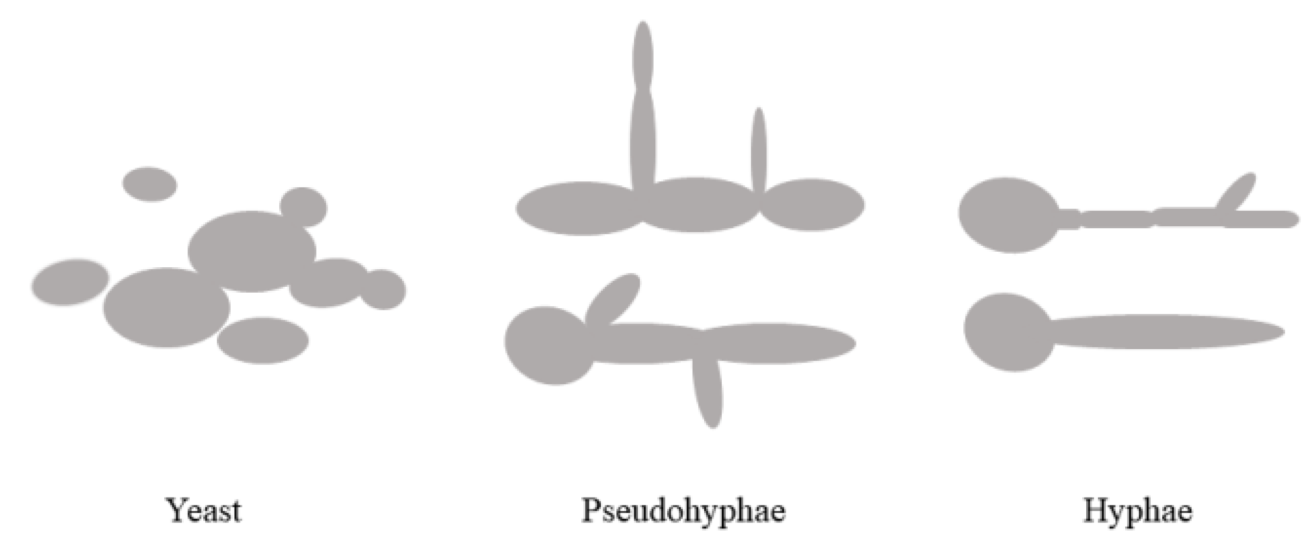 Foods 11 02951 g007 Foods 11 02951 g007