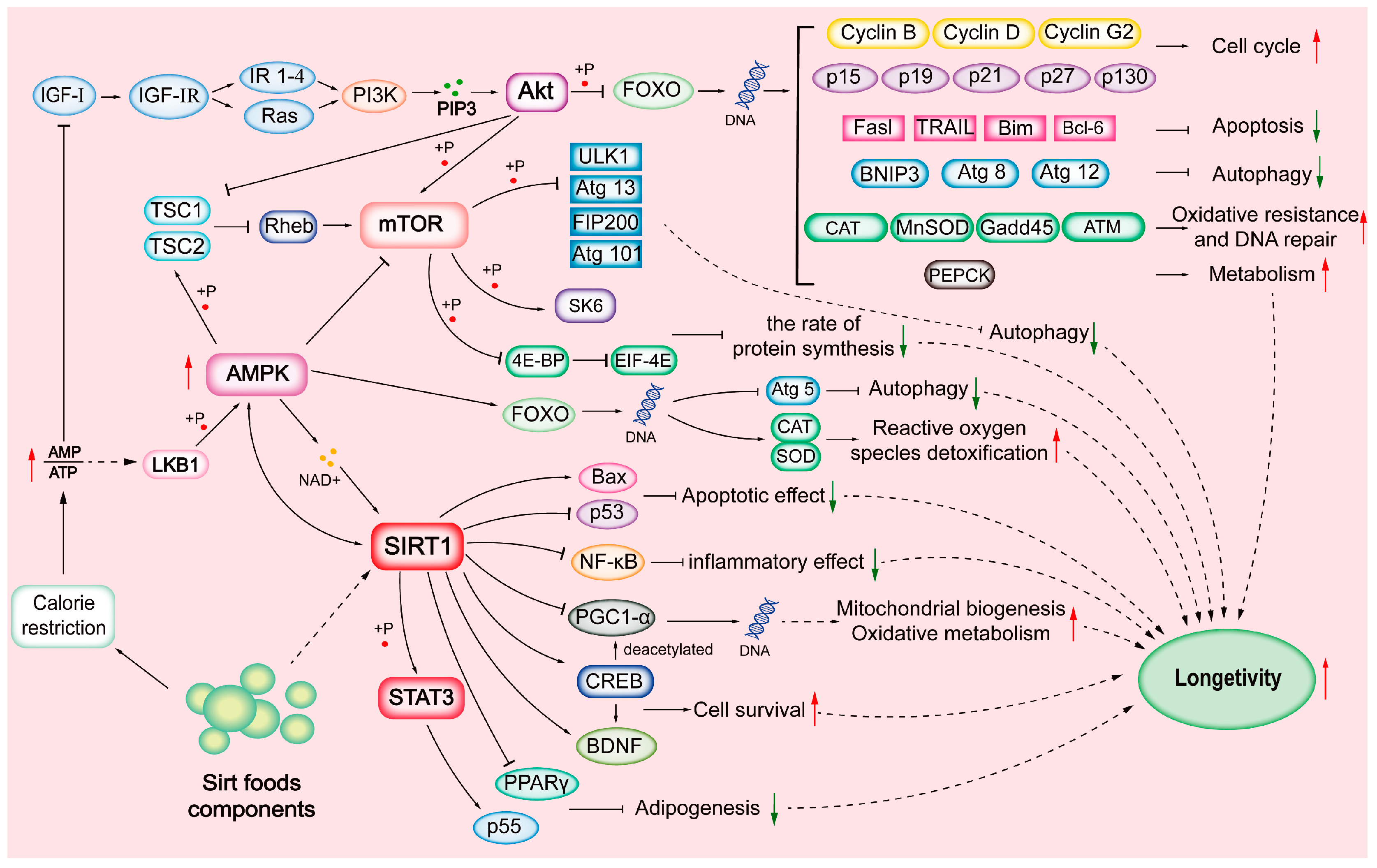 Foods 11 02955 g001 Foods 11 02955 g001