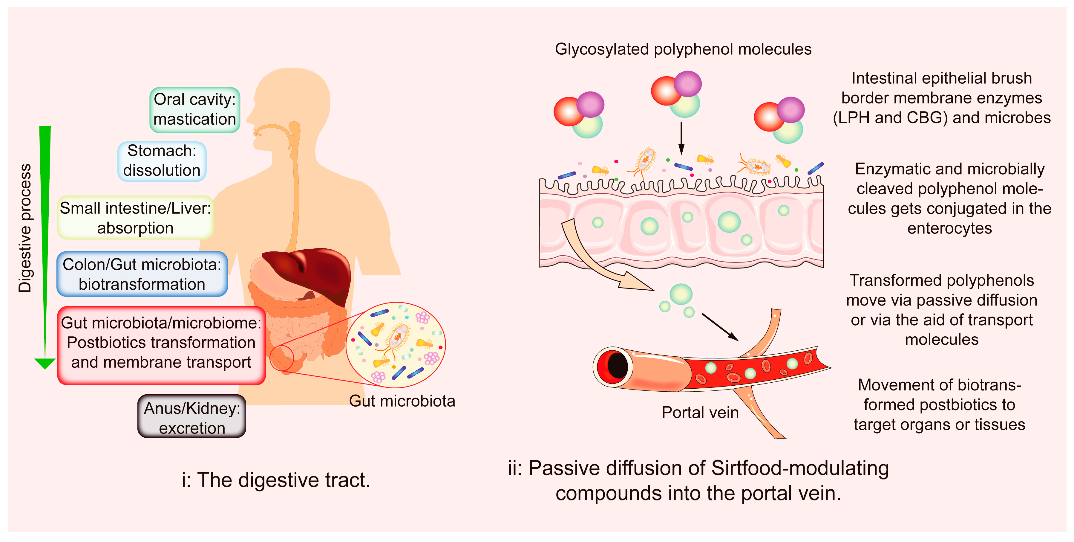 Foods 11 02955 g002 Foods 11 02955 g002
