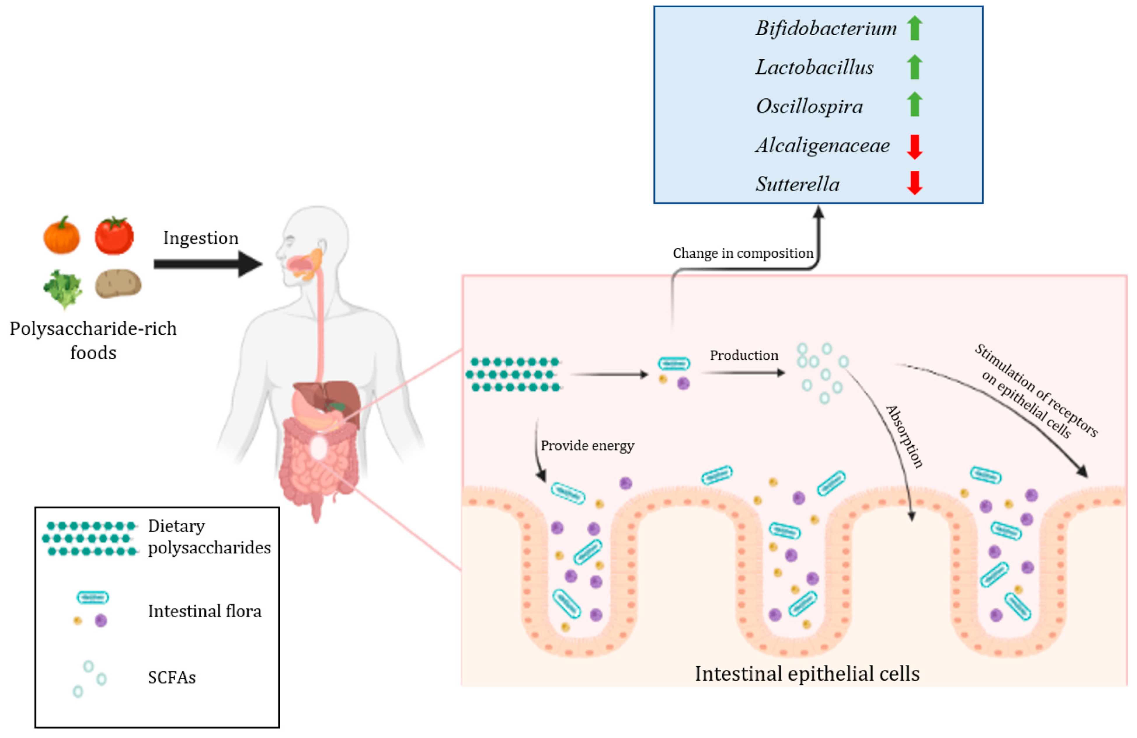Foods Free FullText Modulation of Intestinal Flora by Dietary