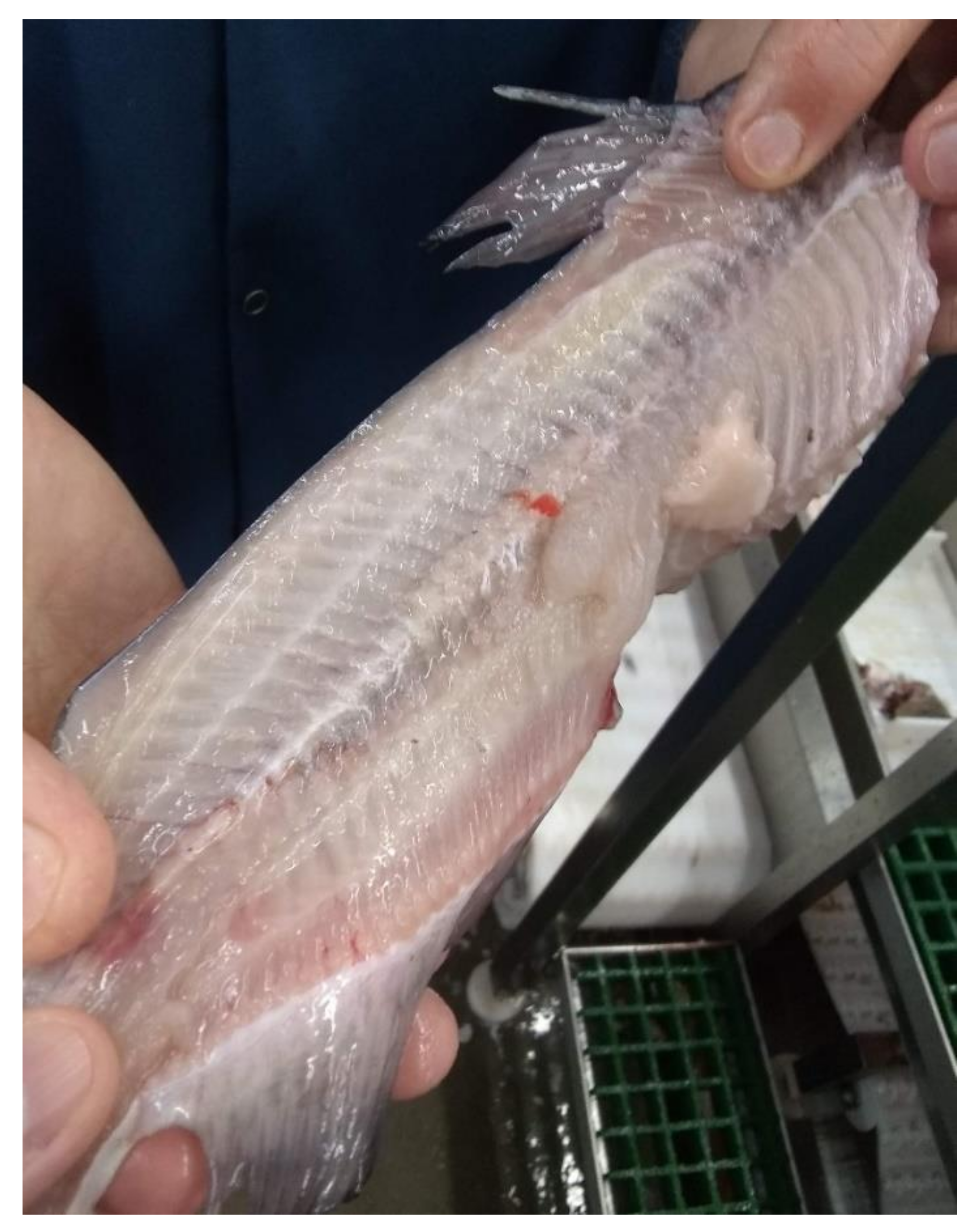 Saveing labar Electric Salami Slicer like a Human Chef Automatic Fish