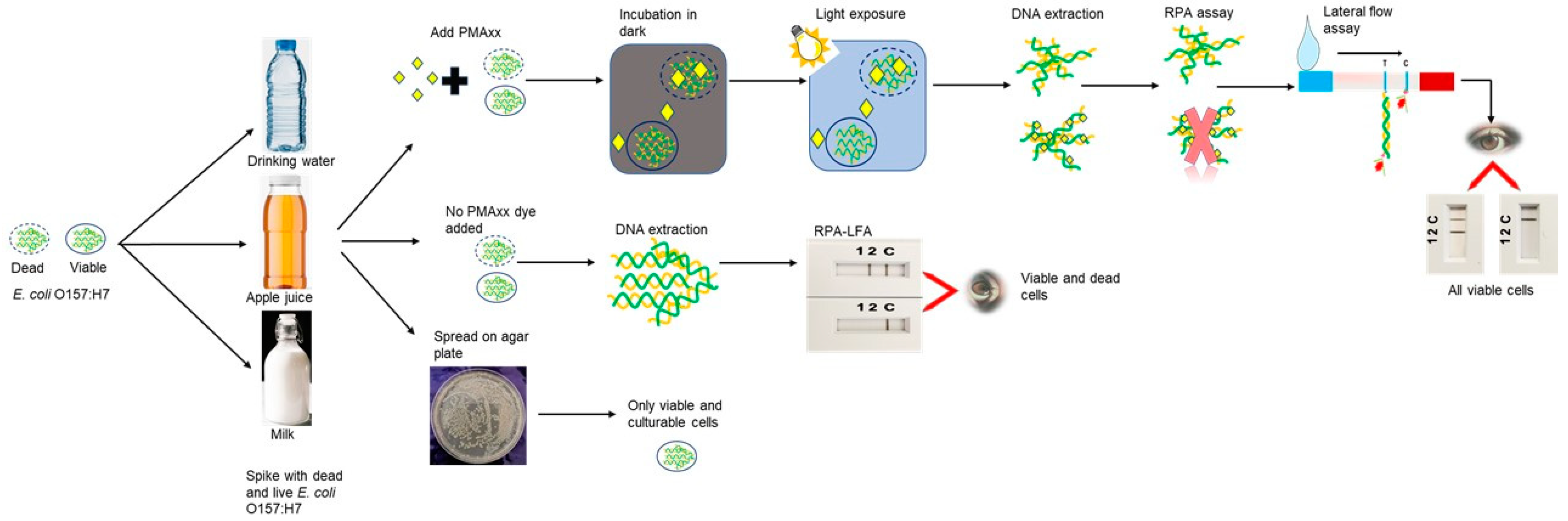 Foods 11 03207 g006 Foods 11 03207 g006
