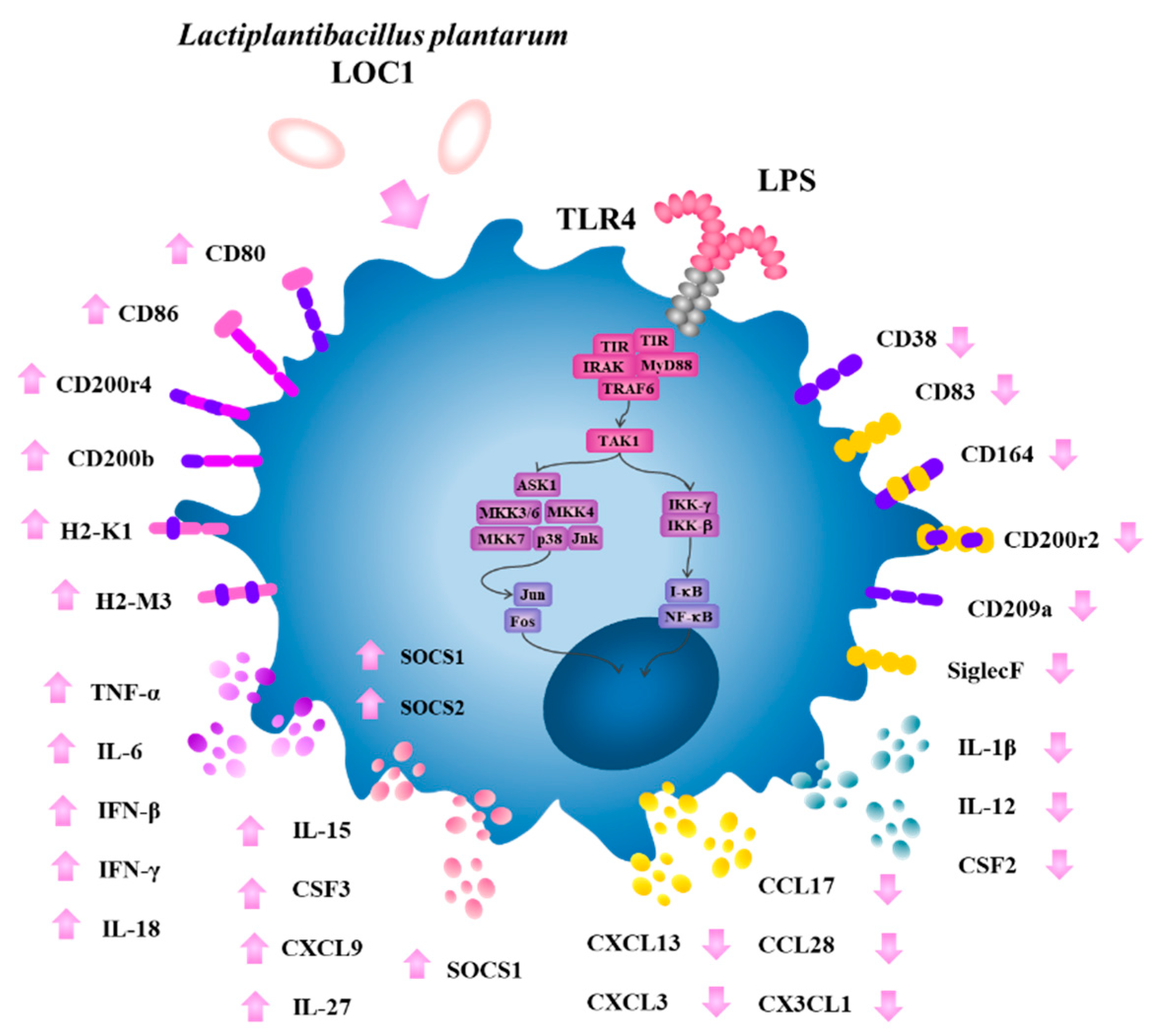 Foods 11 03257 g012 Foods 11 03257 g012
