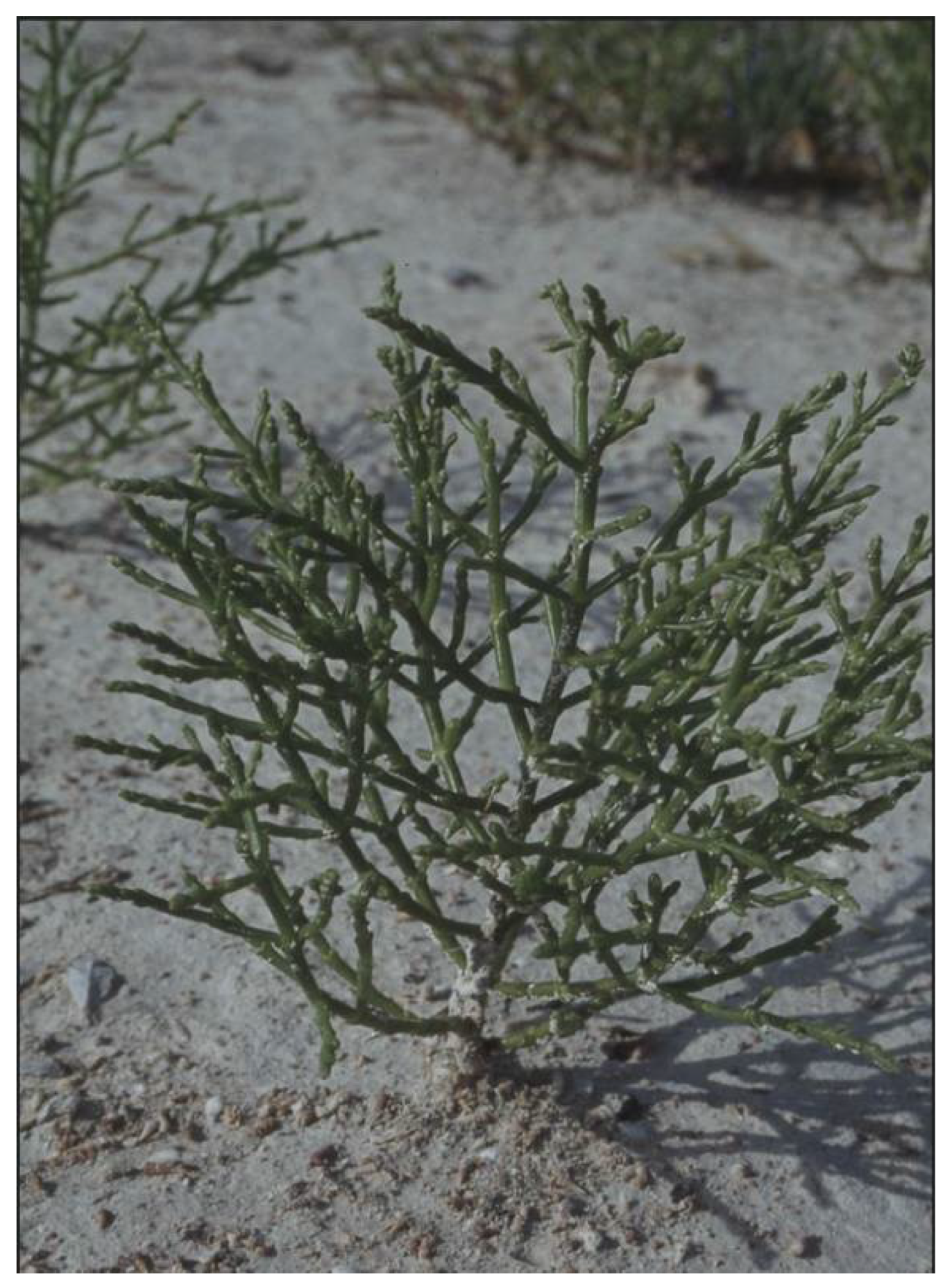 Foods 11 03402 g001 Foods 11 03402 g001