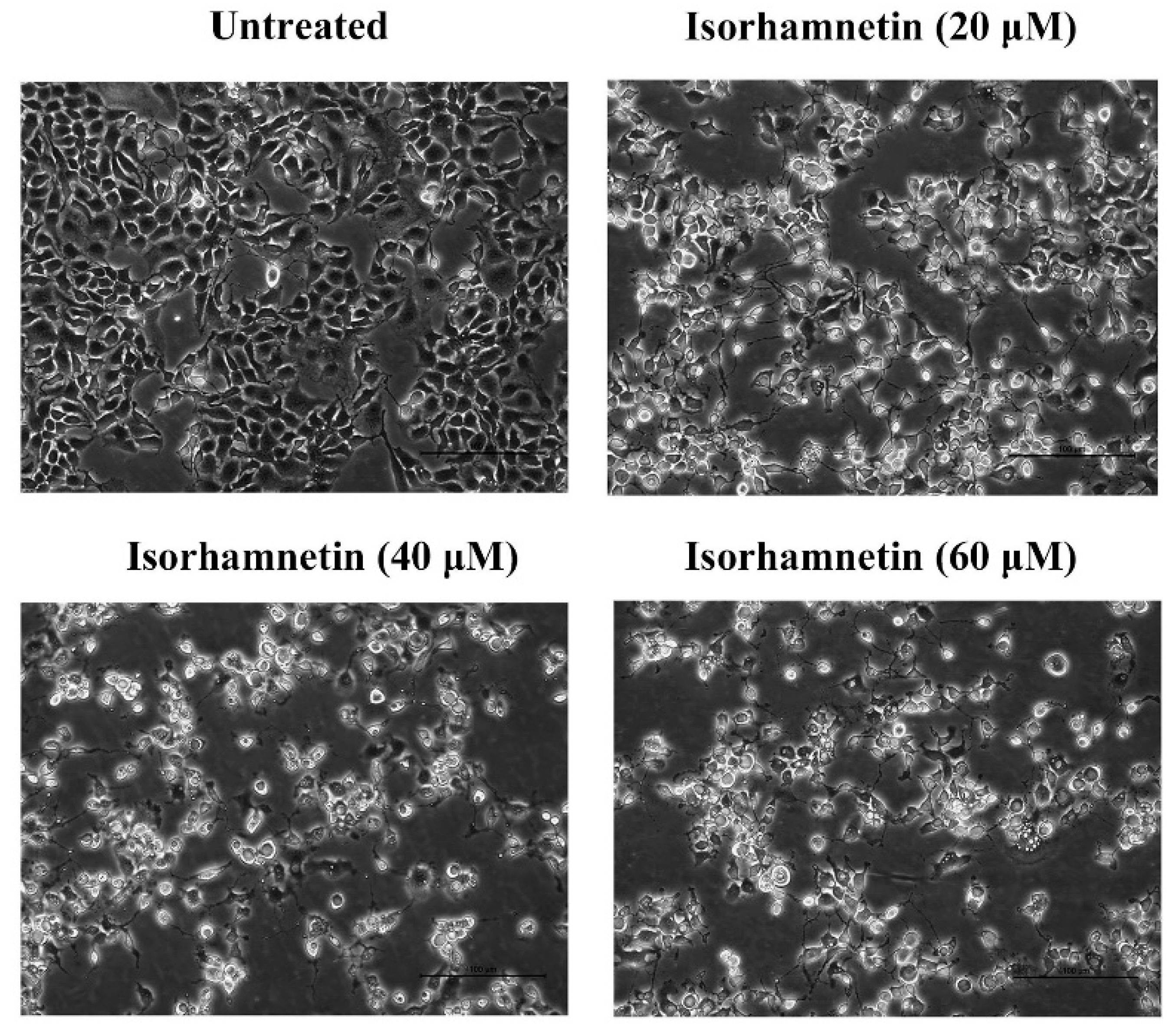 Foods 11 03415 g002 Foods 11 03415 g002