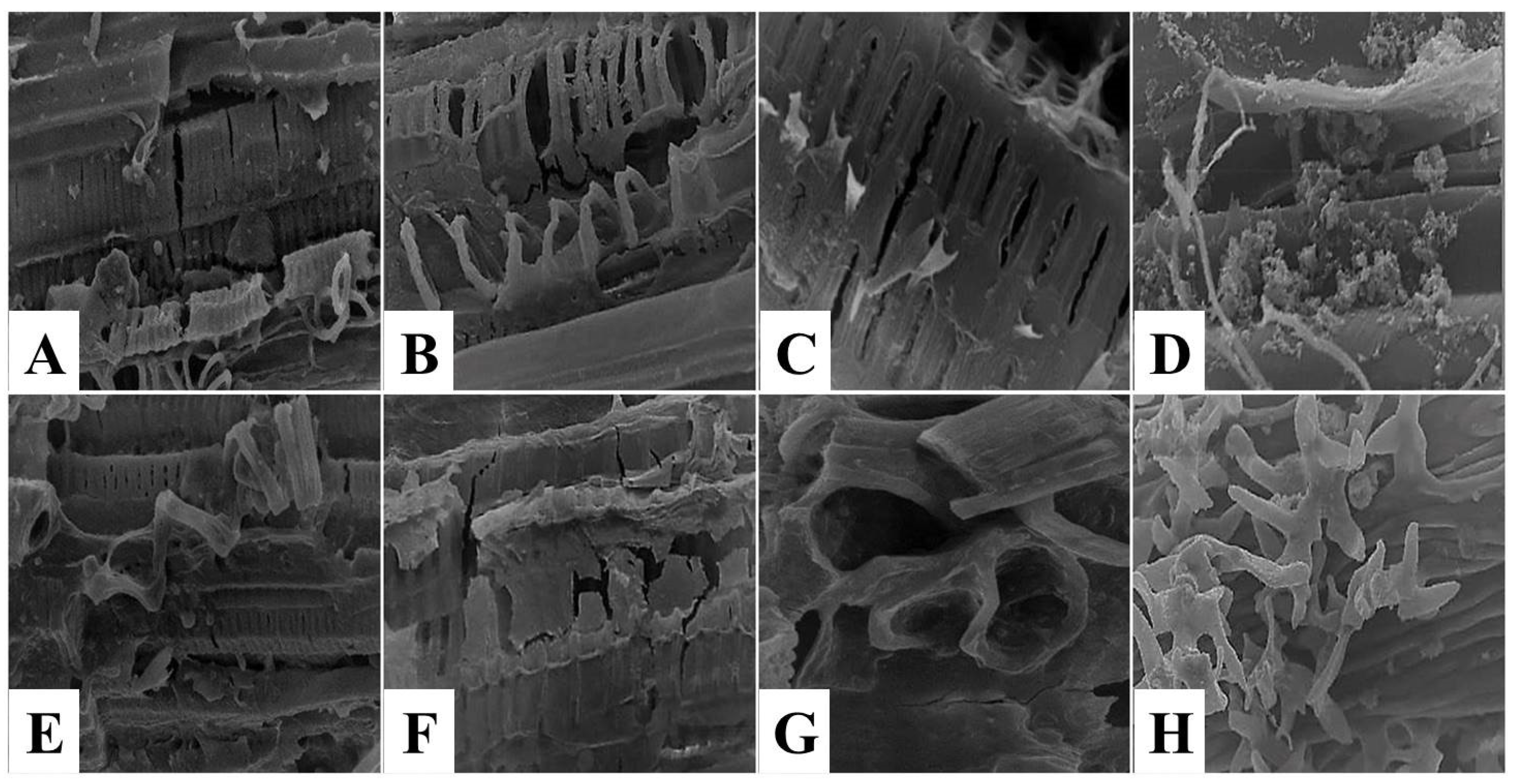 Foods 11 03430 g009 Foods 11 03430 g009