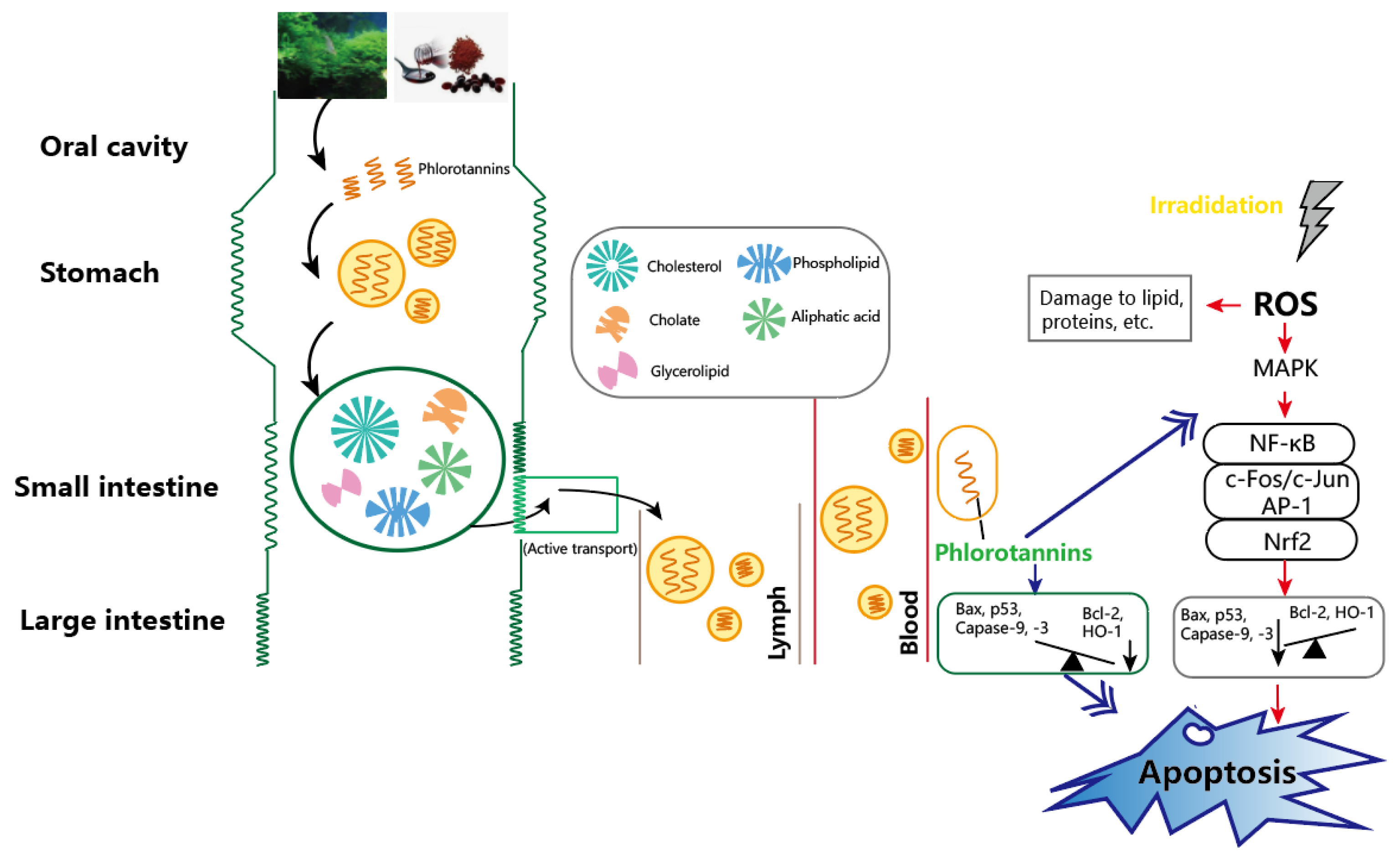 Foods 11 03455 g003 Foods 11 03455 g003