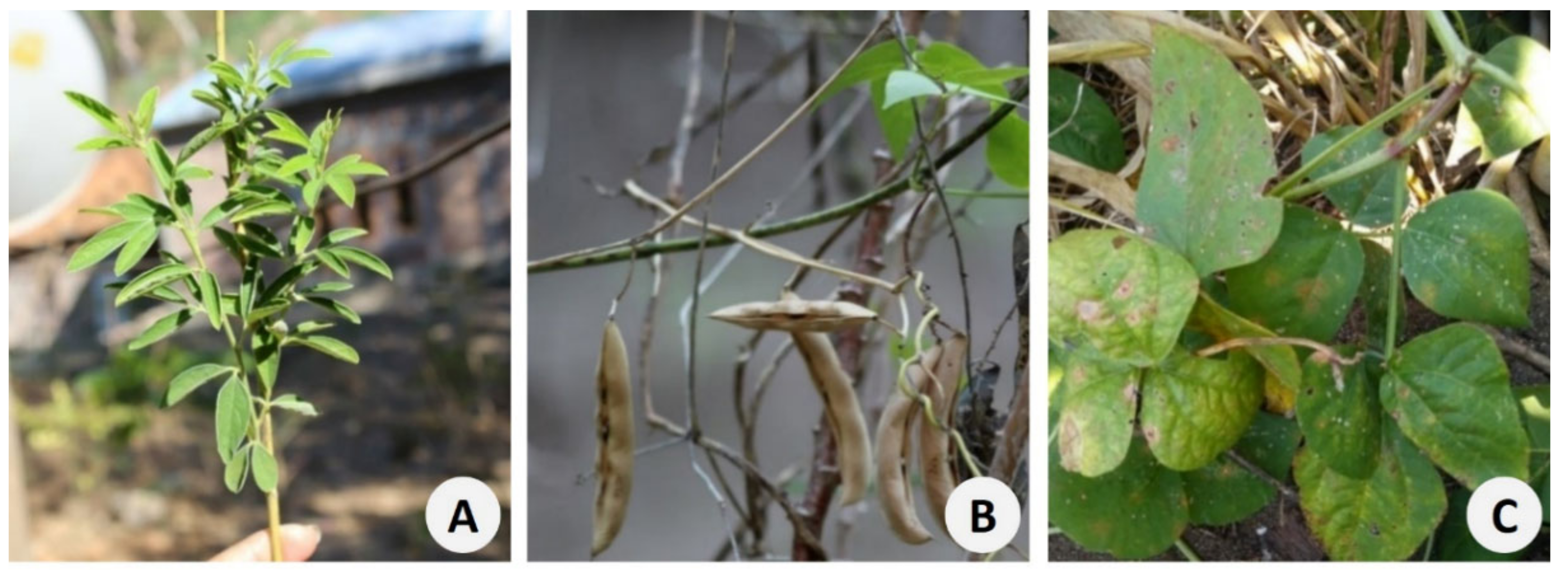 Foods 11 03503 g004 Foods 11 03503 g004