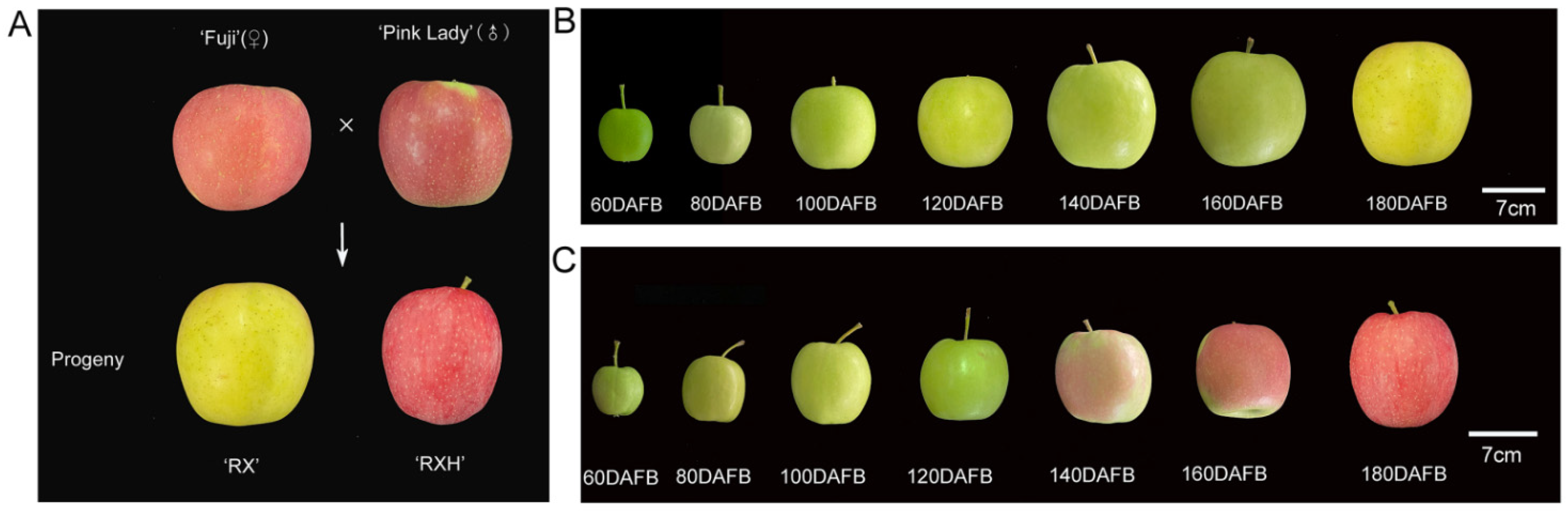 Transcriptomic and Metabolic Analyses Provide New Insights into the Apple  Fruit Quality Decline during Long-Term Cold Storage