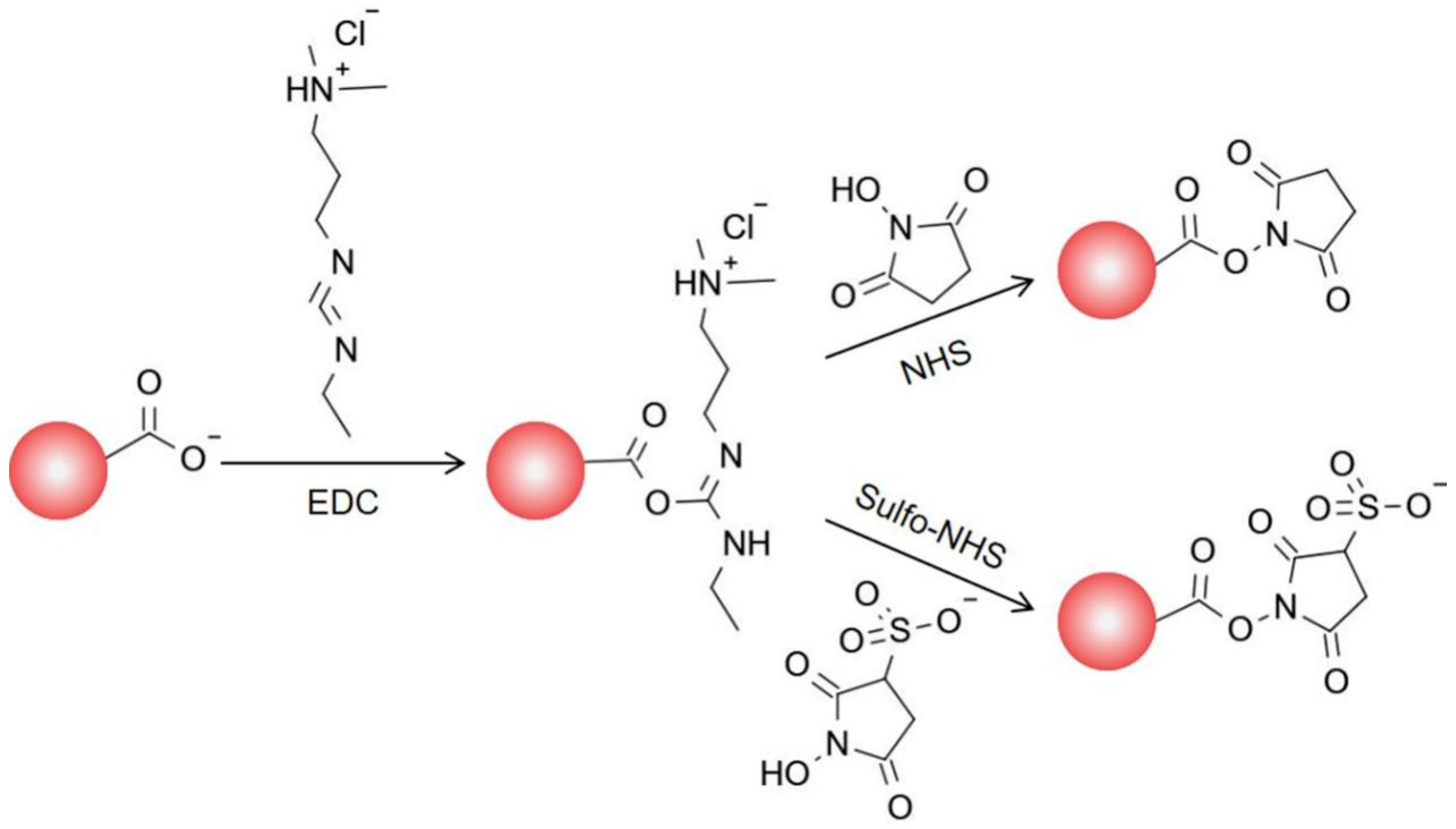 Foods Free FullText pHRegulated Strategy and Mechanism of