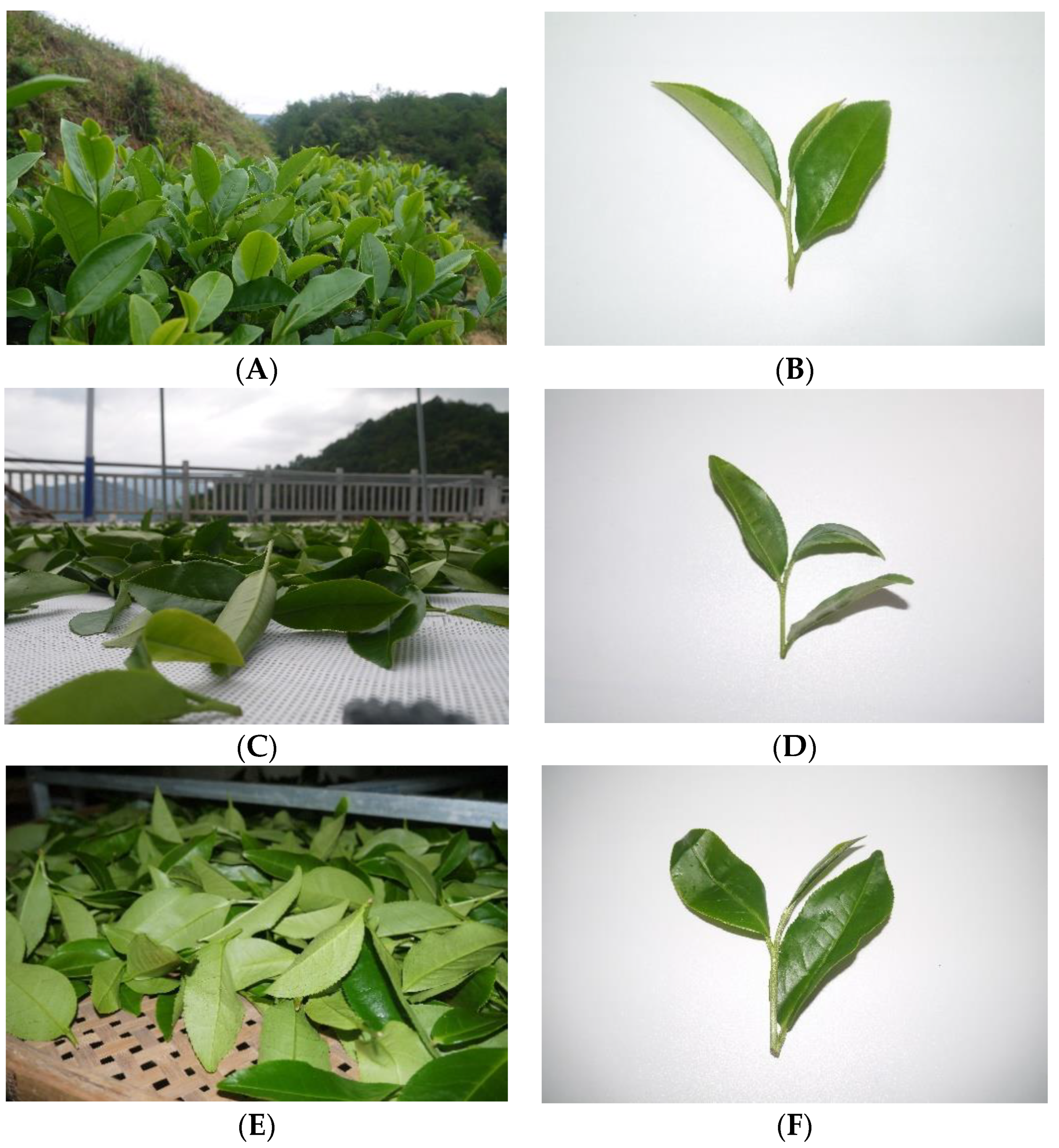 The Impact of Different Withering Approaches on the
