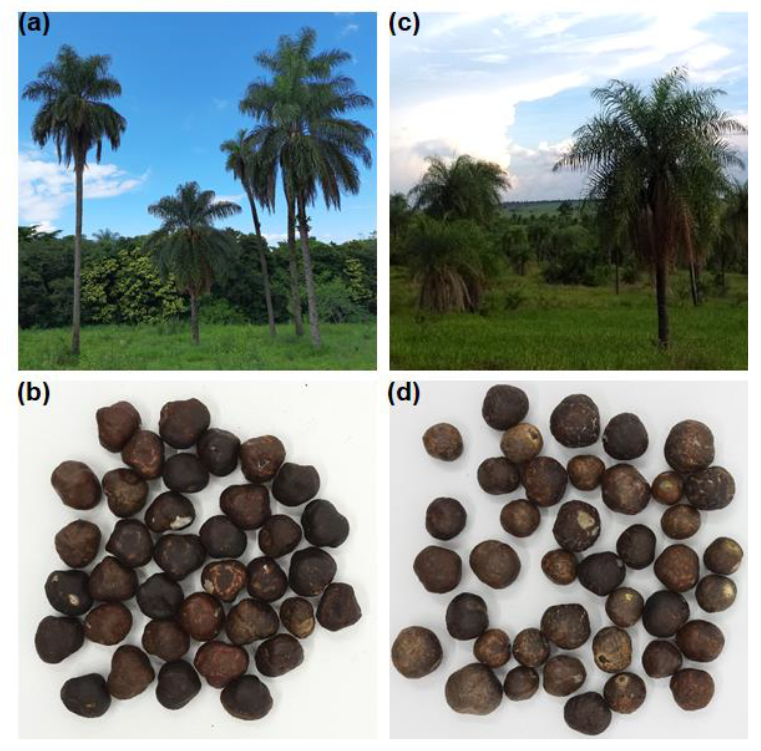Foods | Free Full-Text | Production of Protein Concentrates from Macauba  (Acrocomia aculeata and Acrocomia totai) Kernels by Sieve Fractionation
