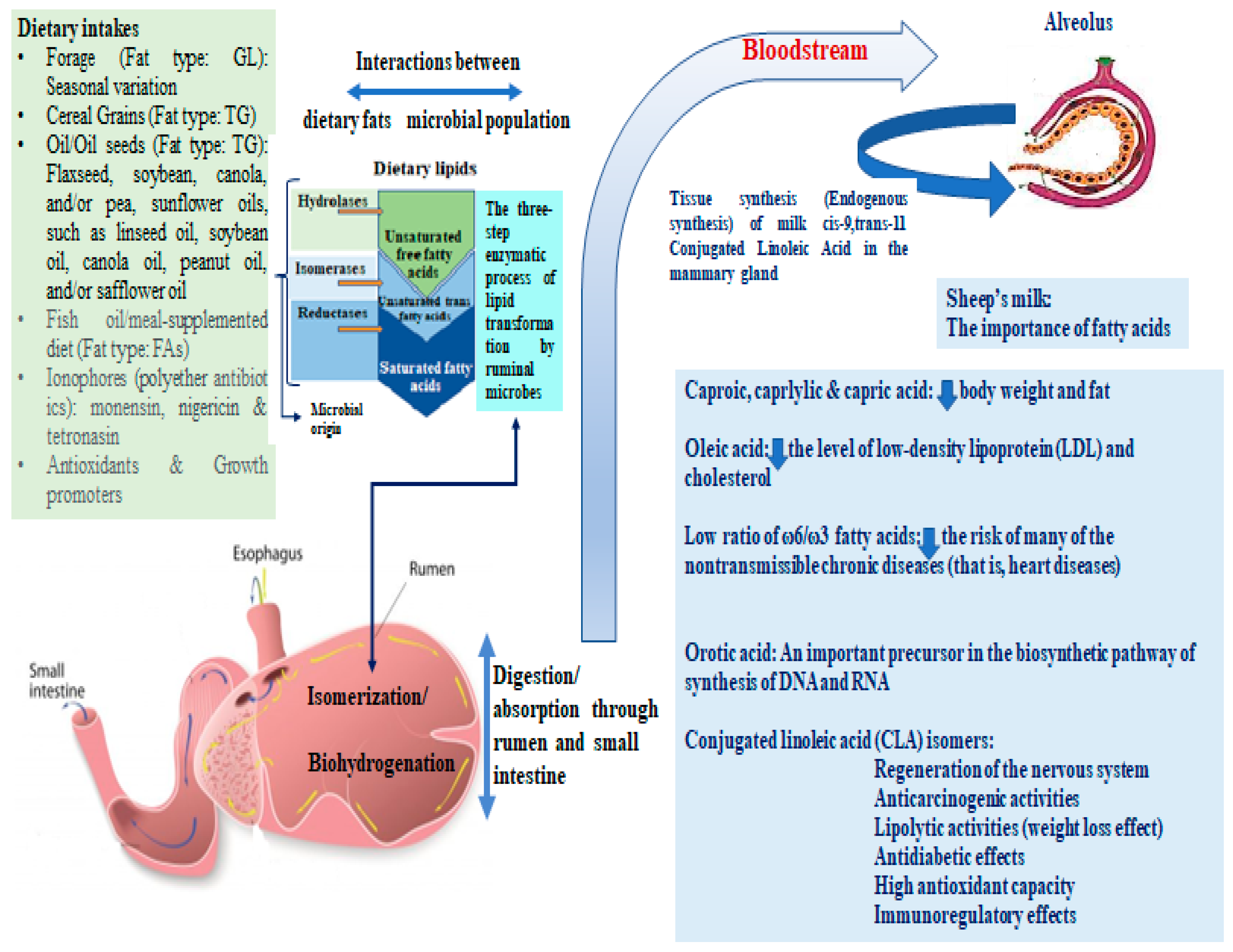 Foods 11 03736 g001 Foods 11 03736 g001
