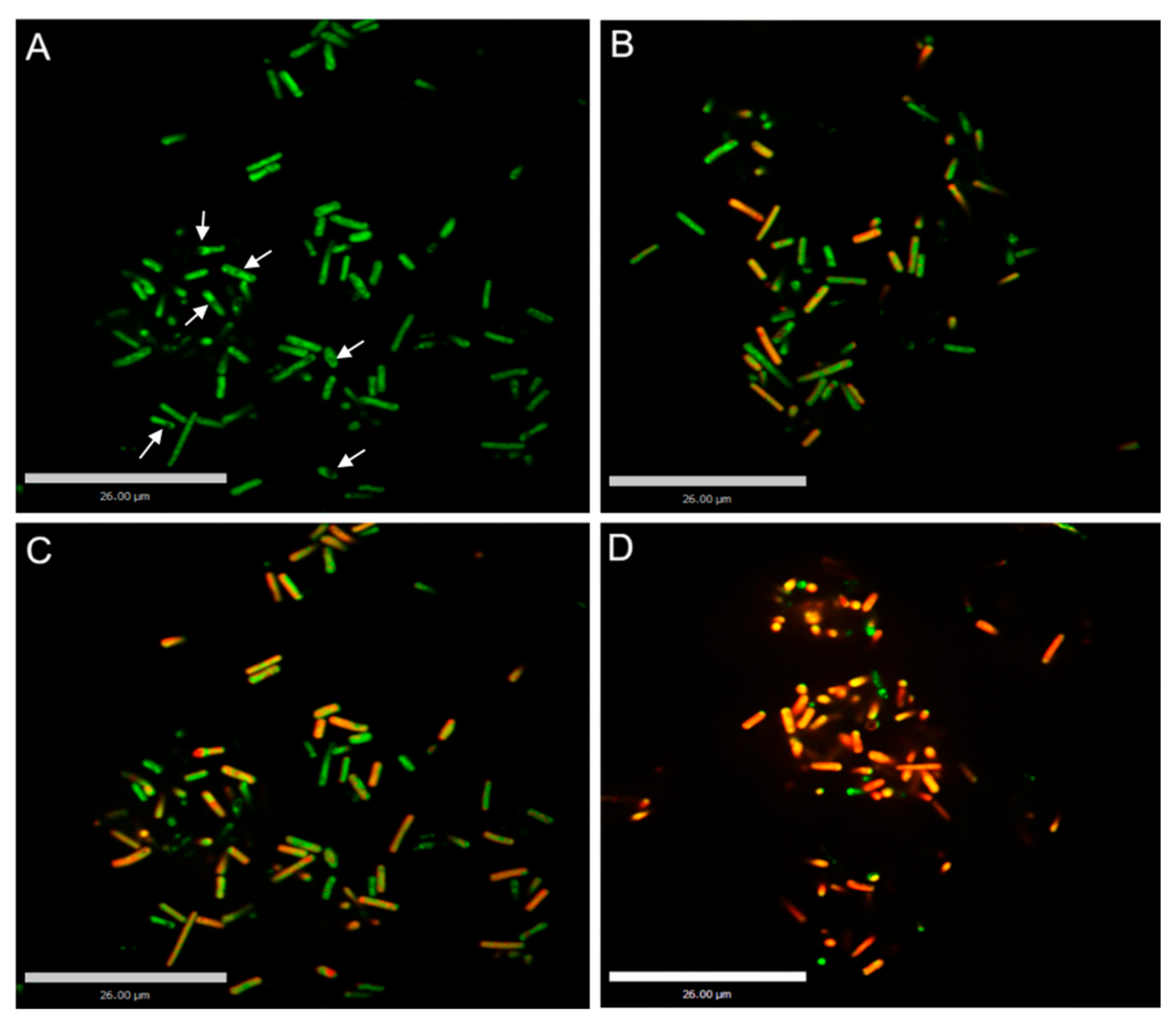 Foods 11 03771 g003 Foods 11 03771 g003