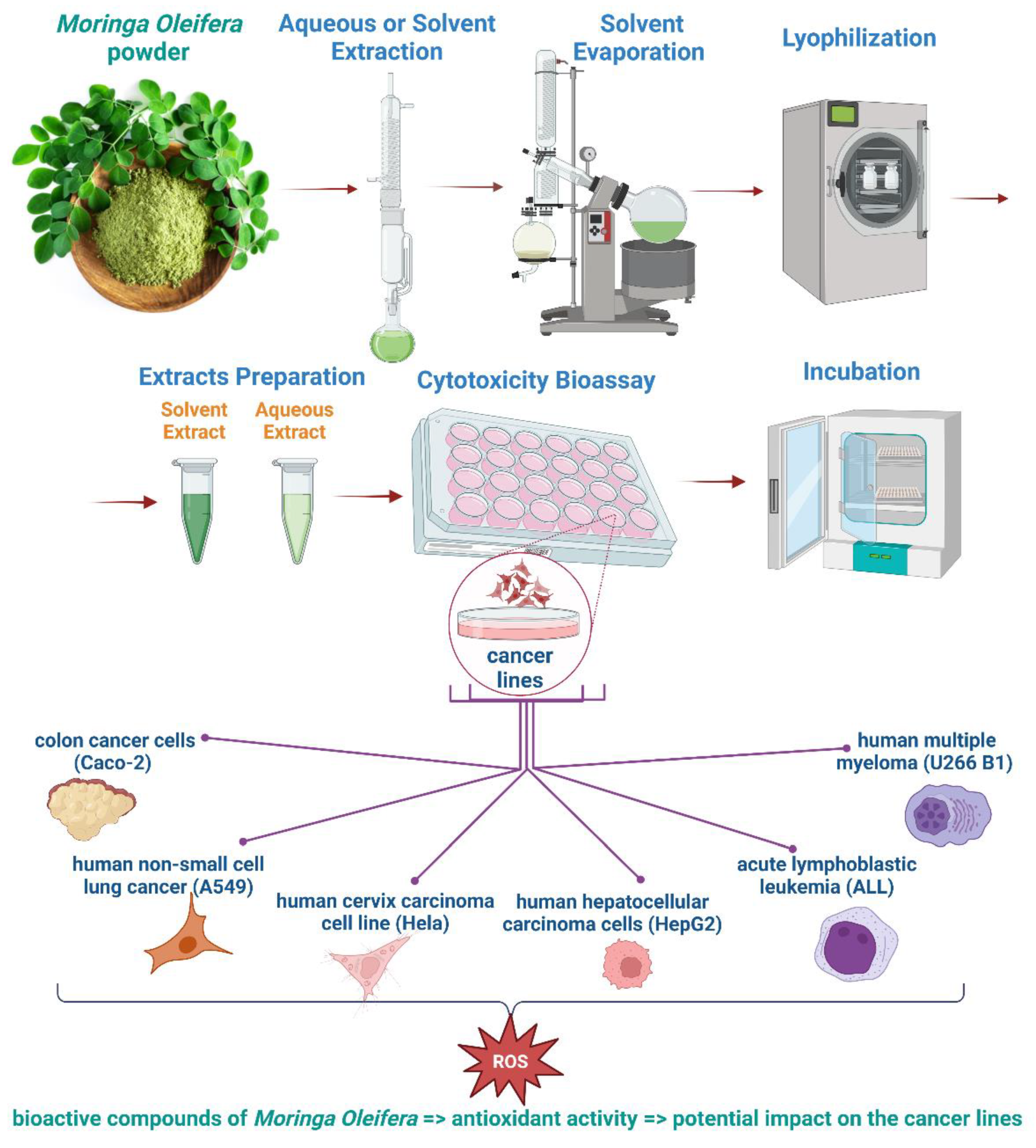 Foods 11 03787 g001 Foods 11 03787 g001