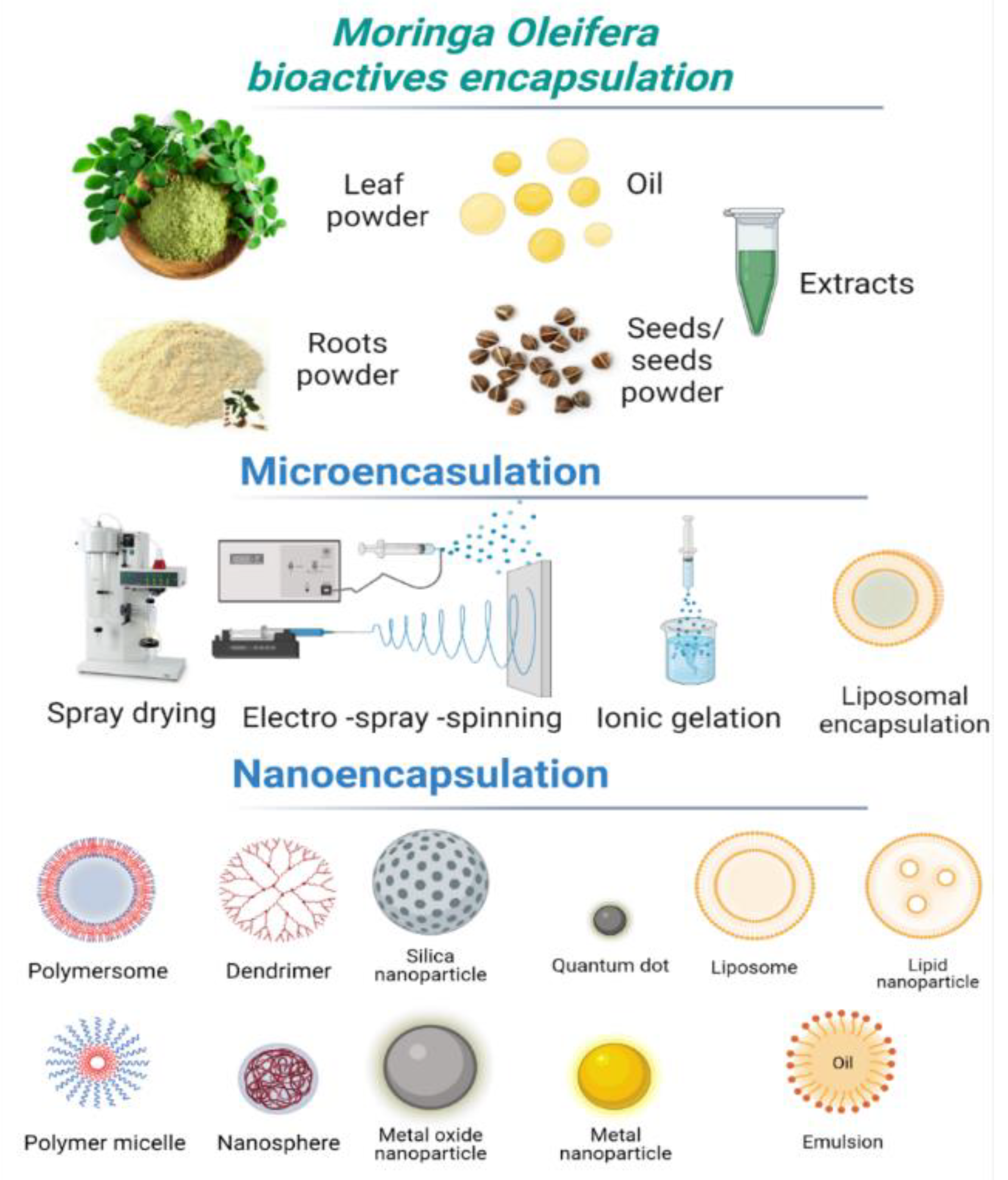 Foods 11 03787 g003 Foods 11 03787 g003