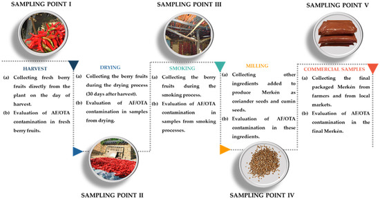 Foods | Free Full-Text | Occurrence of Aflatoxins and Ochratoxin A during Merk&eacute;n Pepper Powder Production in