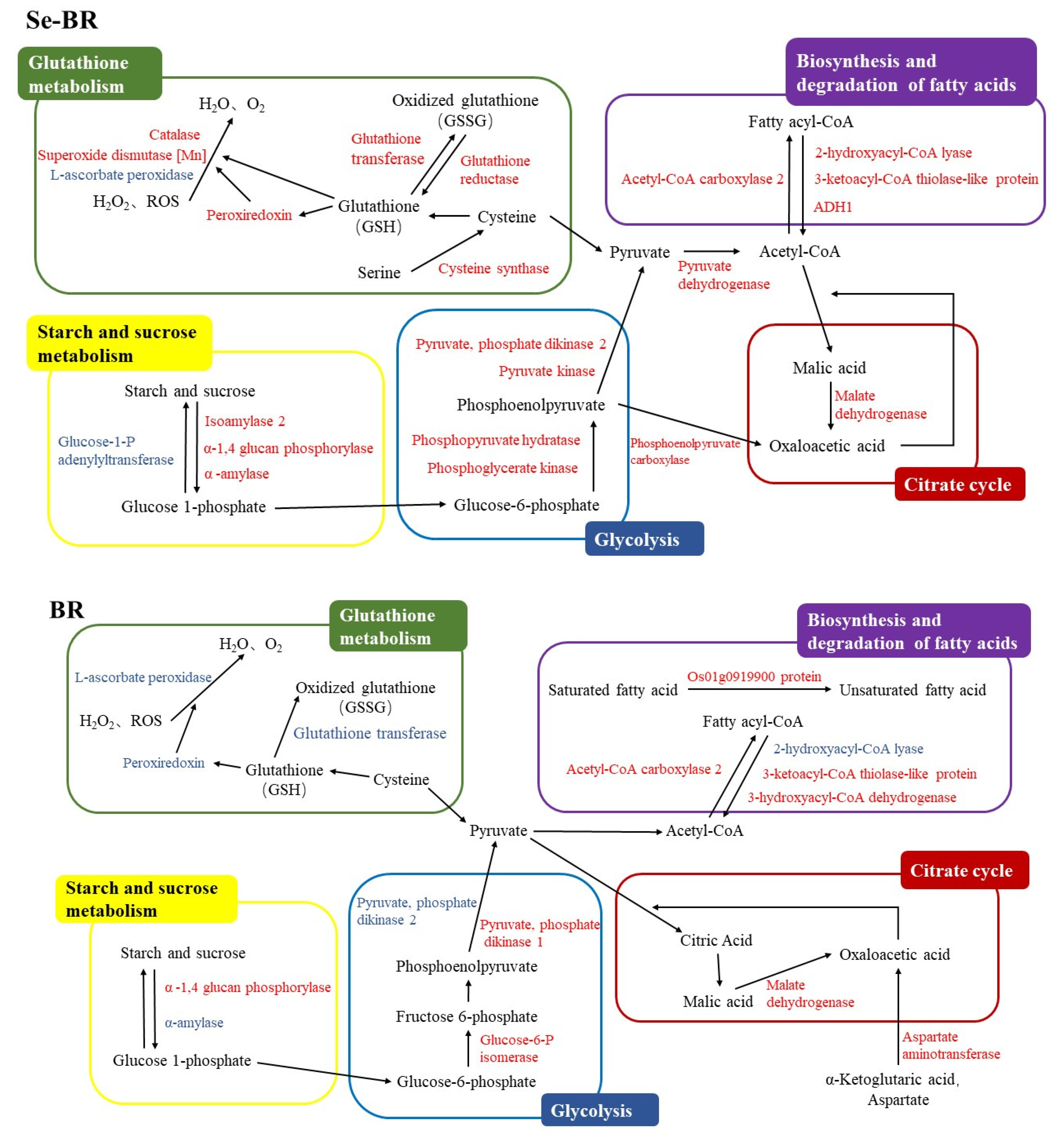 Foods 11 03878 g004 Foods 11 03878 g004