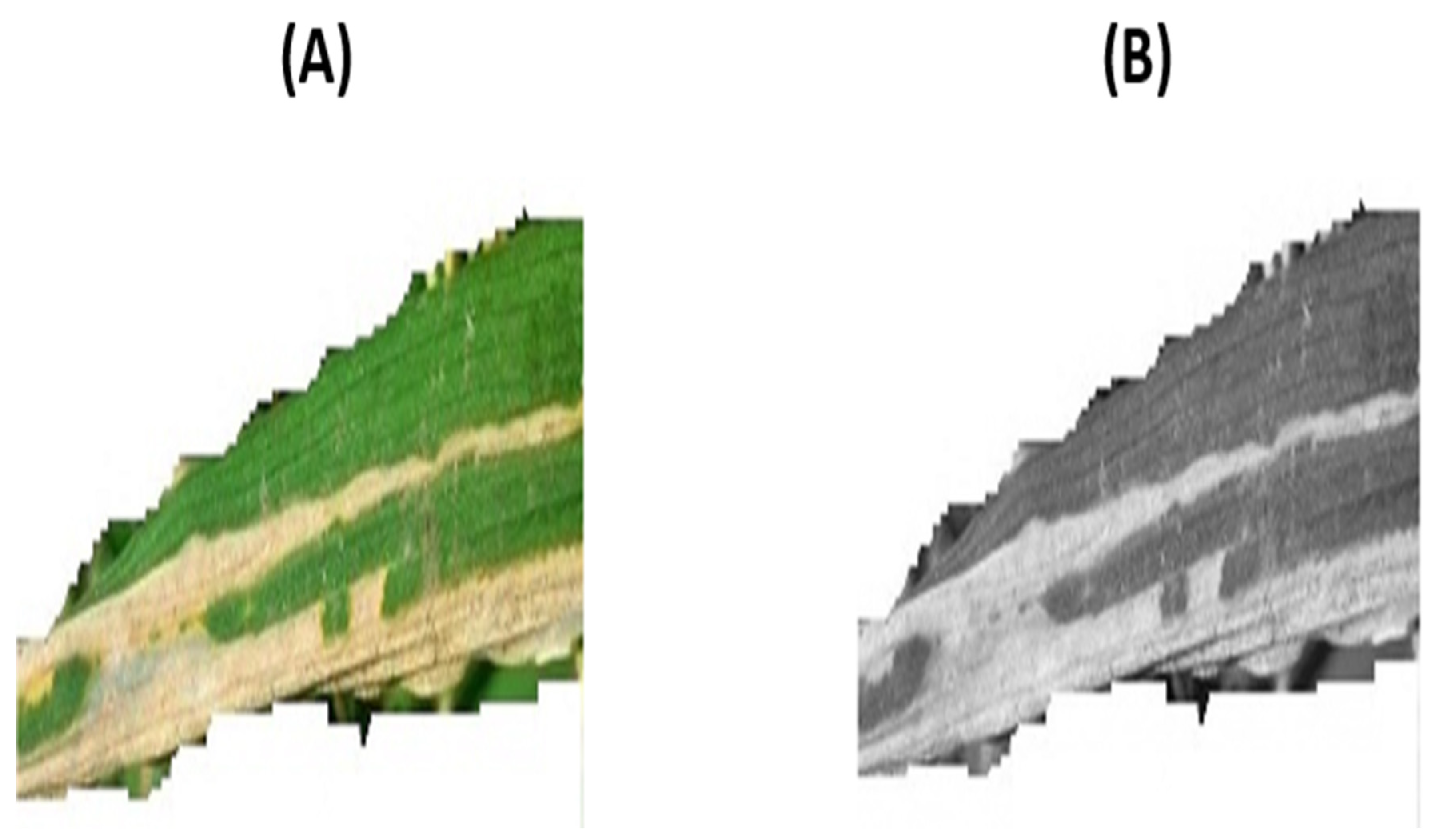 Foods 11 03914 g004 Foods 11 03914 g004